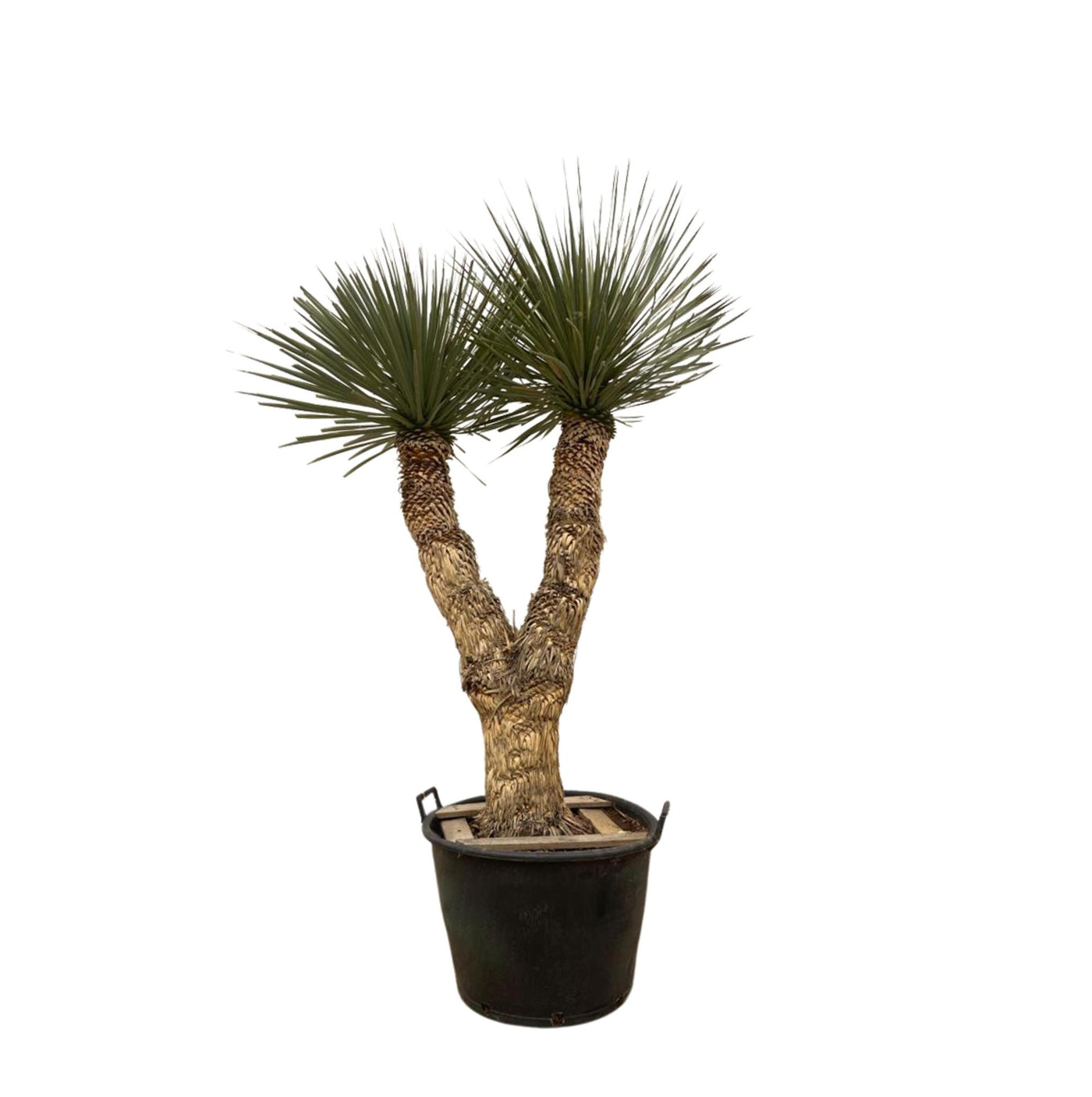 Yucca Rostrata Hidra - 200 cm - ø60 - Palme