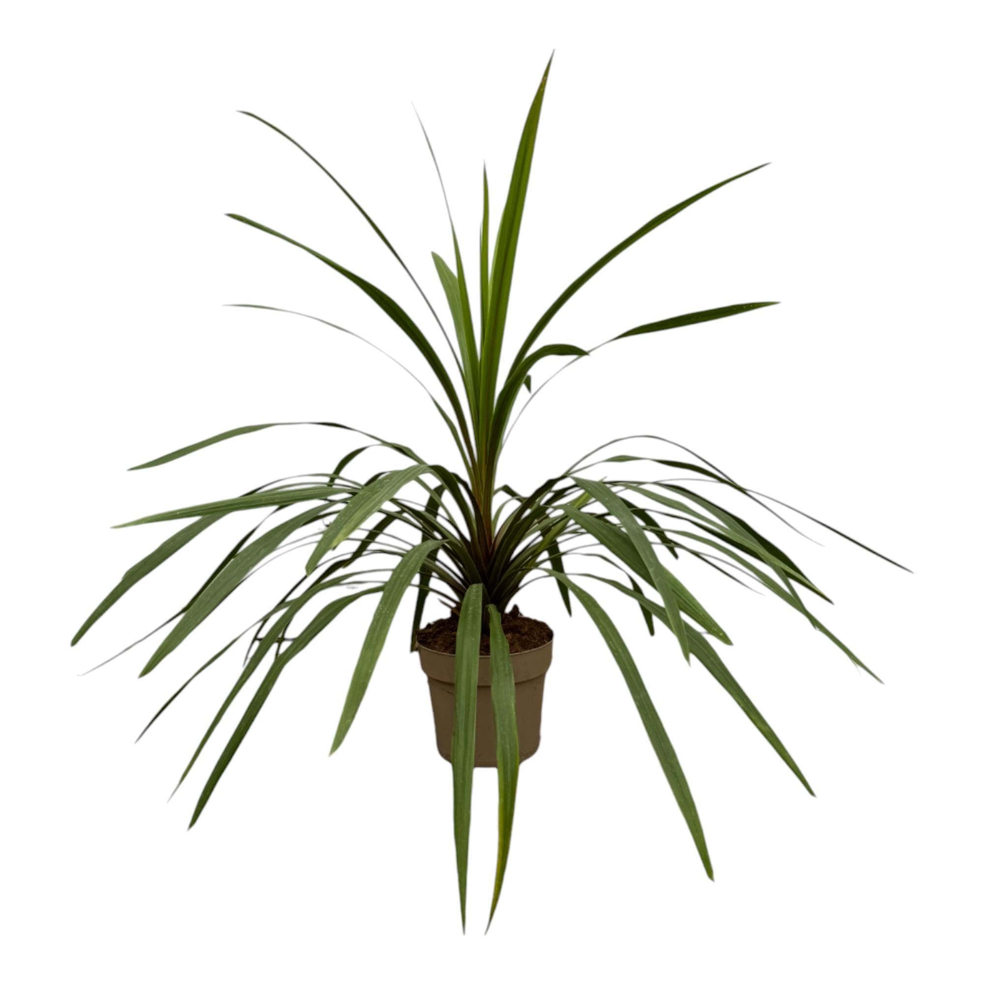 Cordyline Peko - 90 cm - Ø24cm