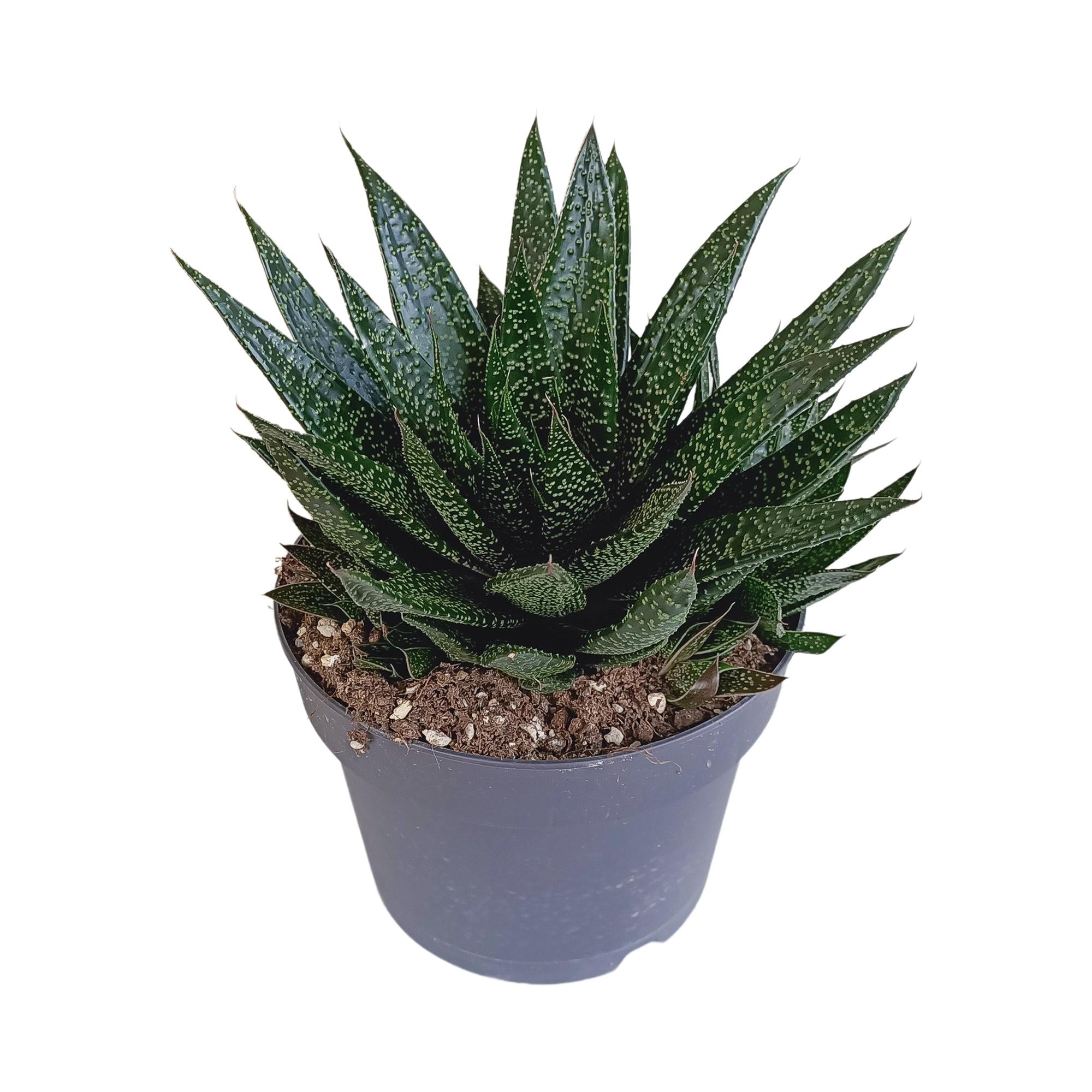 Gasteria würde fällig 17cm sein - Sonstige