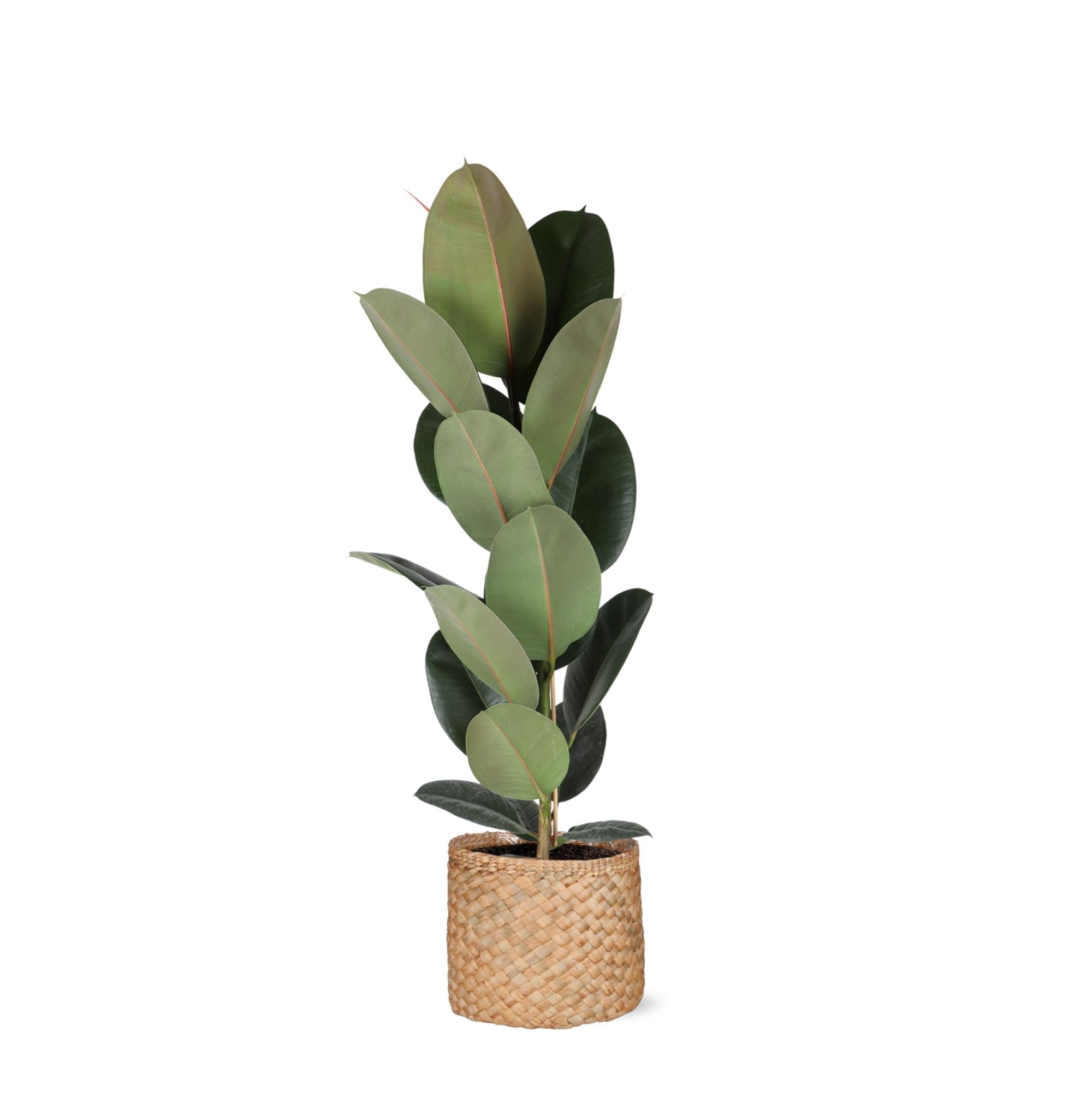 Ficus Elastica Robusta – Ø21 cm – ↕90 cm im Albury NATURAL-Korb