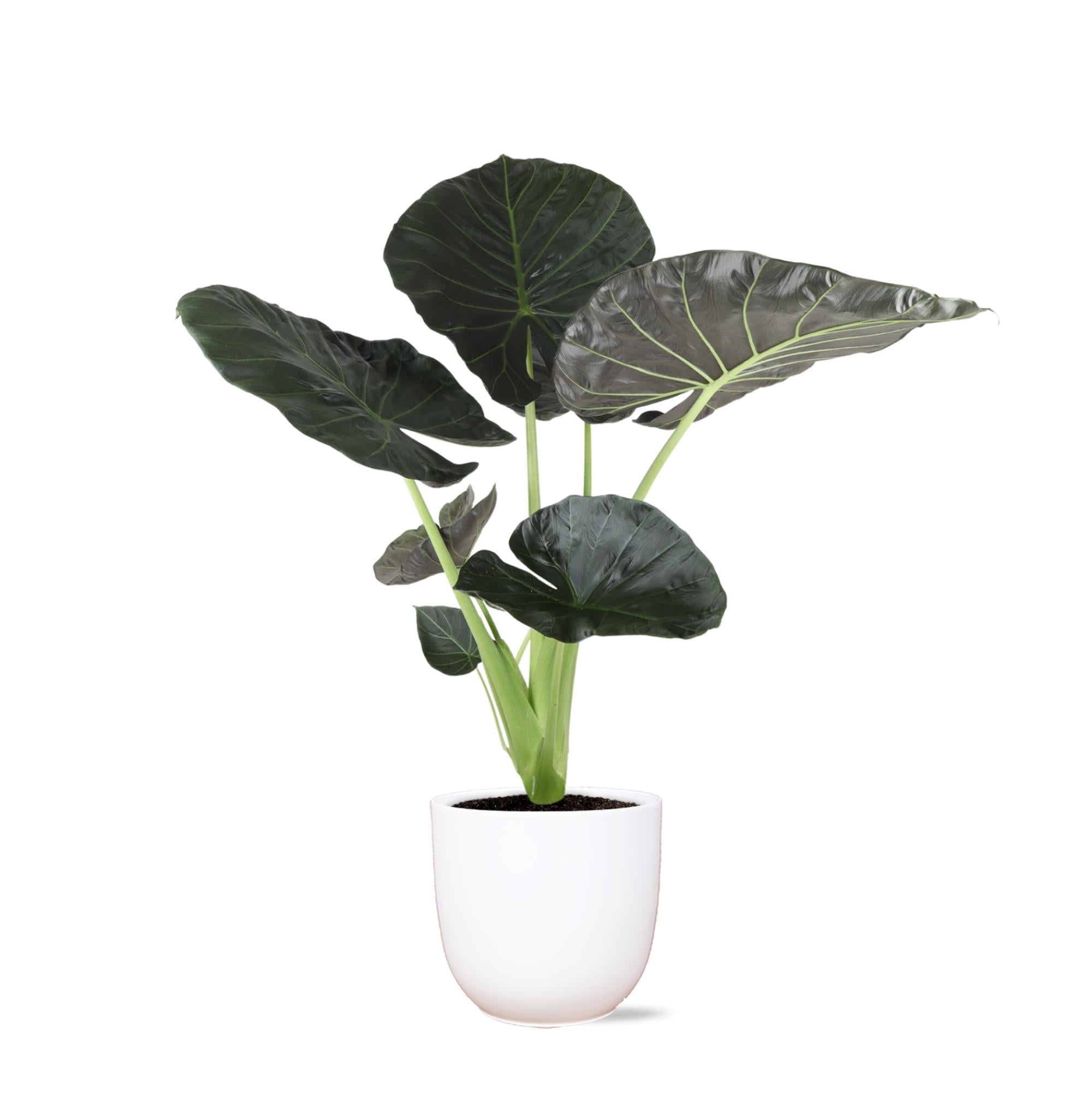 Alocasia Regal Shield Ø21cm - ↕100cm im Boule WHITE-Topf