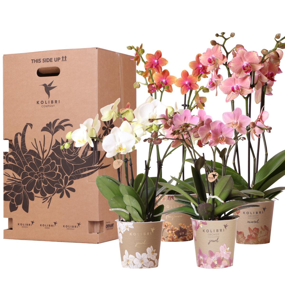 Kolibri Orchideen - Überraschungsbox Mix - Pflanzen-Vorteilsbox - Über