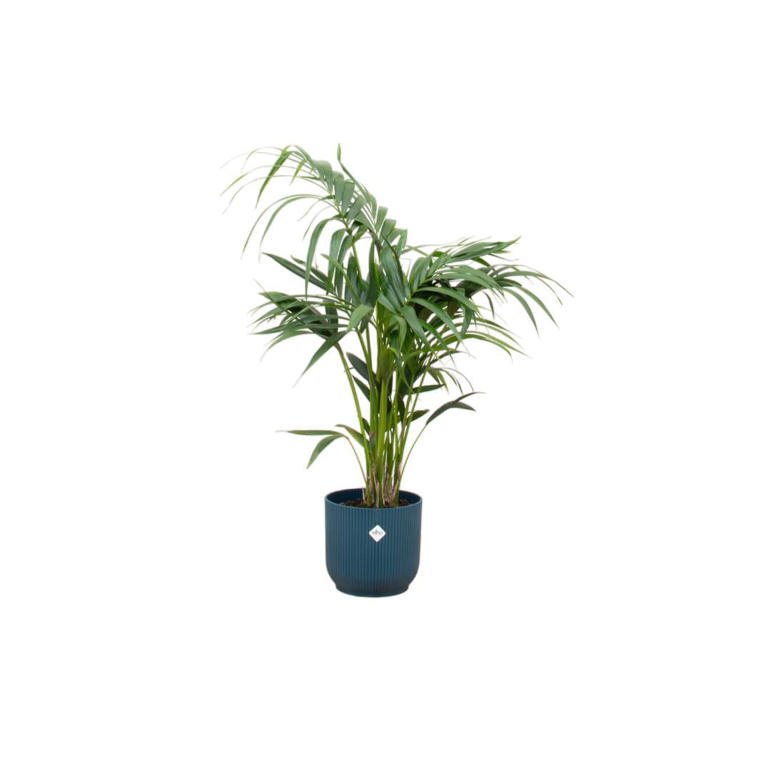 Kombi-Angebot – Kentia-Palme inklusive elho Vibes Fold Round blau Ø25 - Kentiapalme