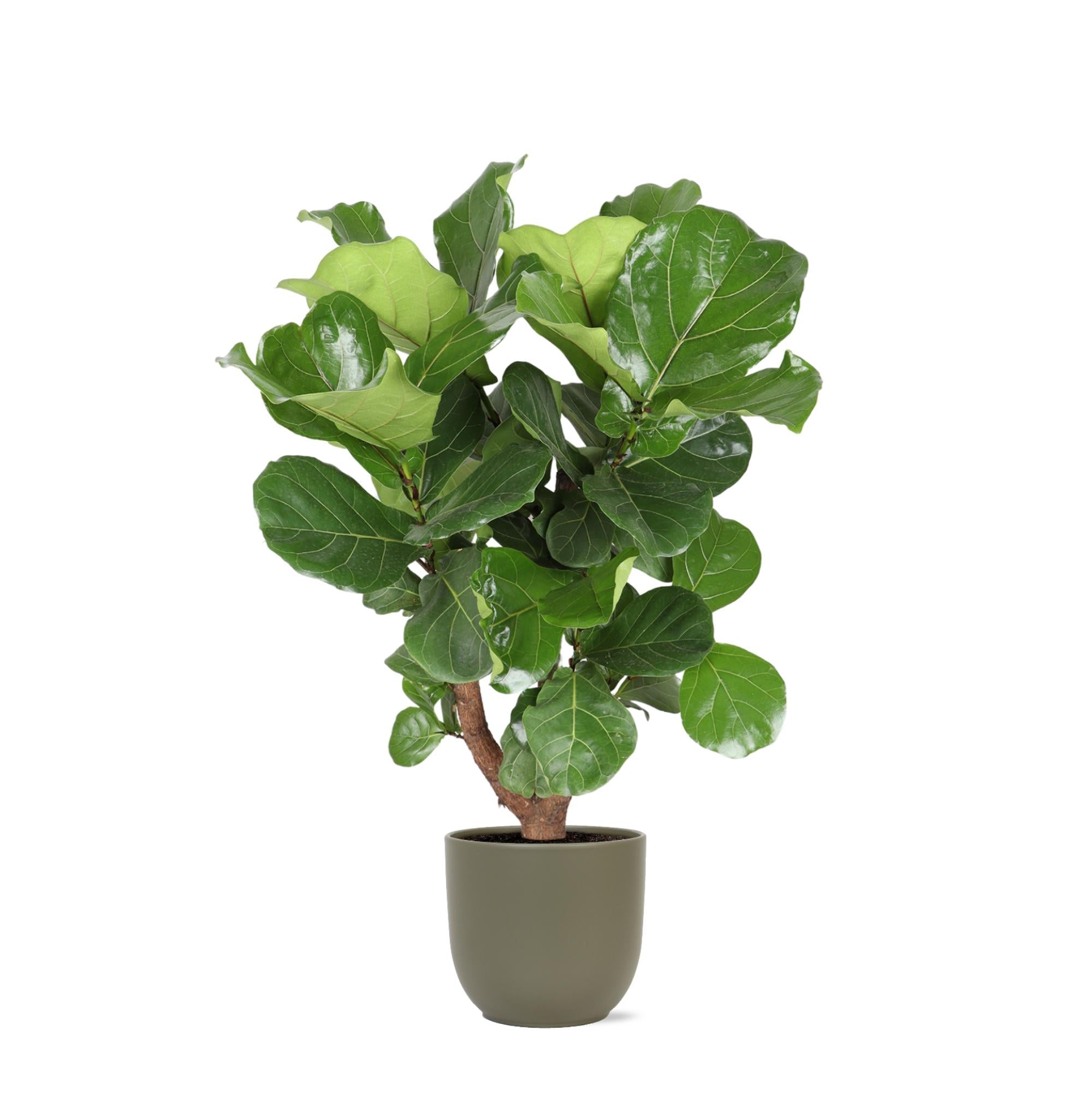 Ficus Lyrata (verzweigt) Ø24cm ↕110cm im Boule OLIVE Topf