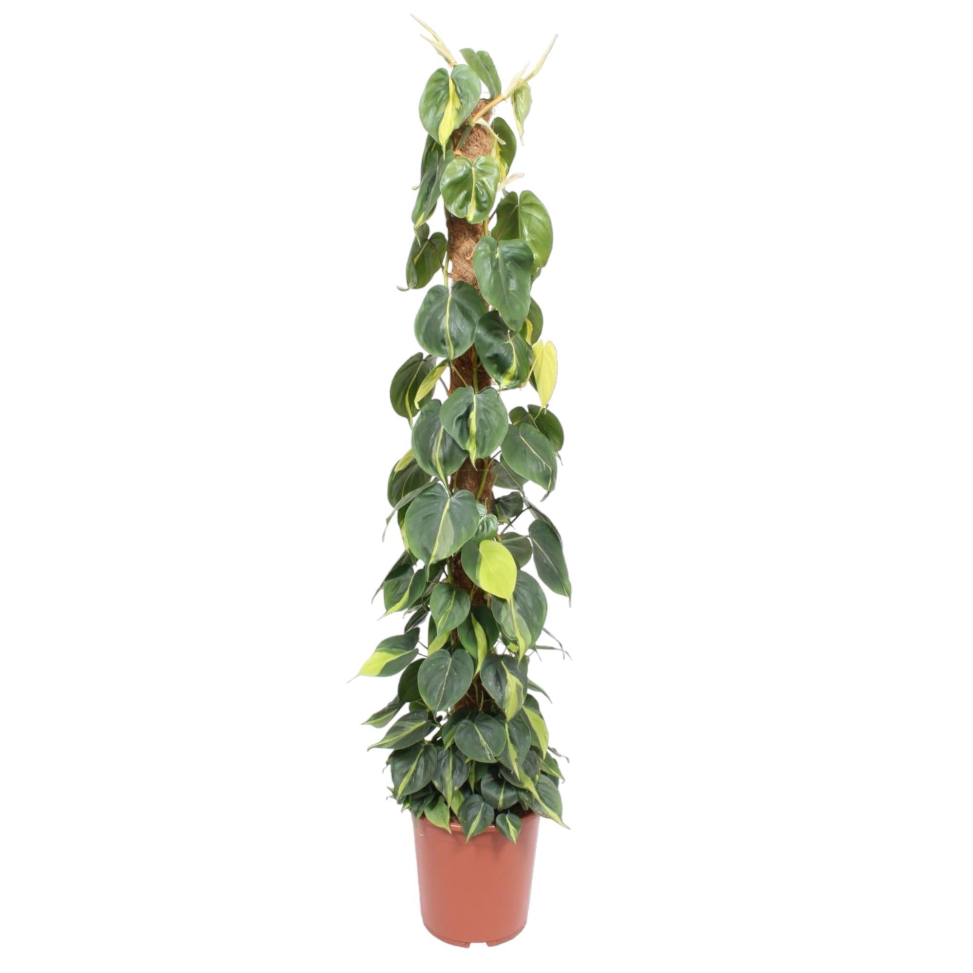 Philodendron Scandens Brasil Moosstab - 150 cm - ø27