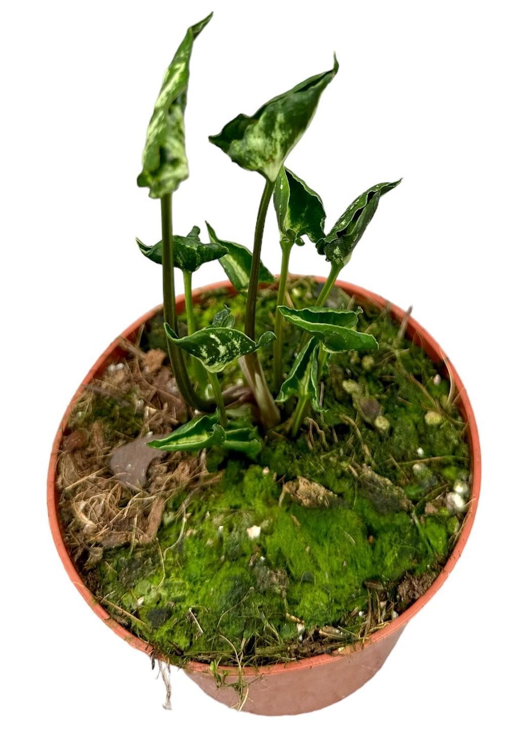 Syngonium Godzilla – Ø10,5 cm – ↕15 cm