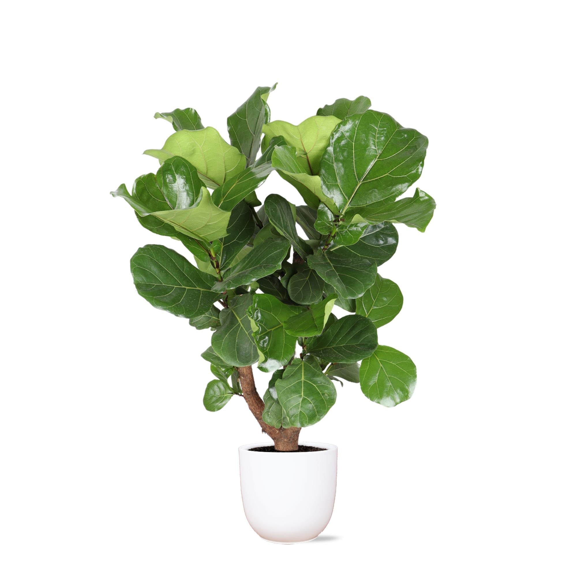 Ficus Lyrata (verzweigt) Ø27cm ↕130cm im Boule WHITE Topf