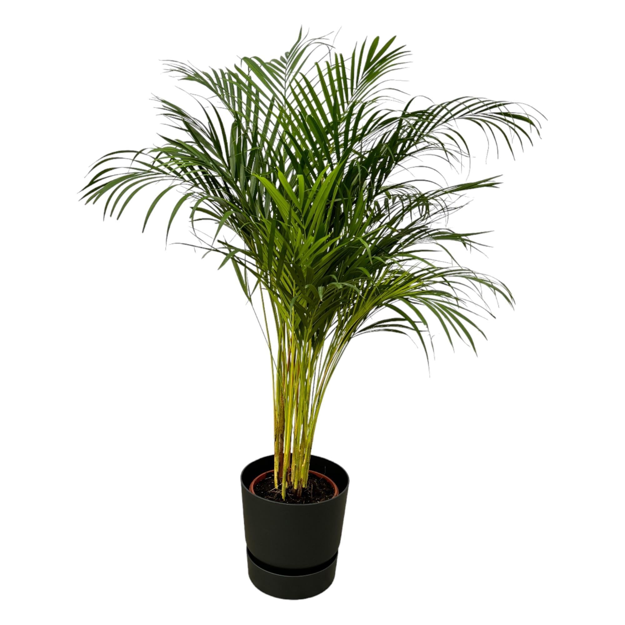 Areca-Palme - ↨130cm - Ø24cm inkl. elho Greenville schwarz - Goldfruchtpalme