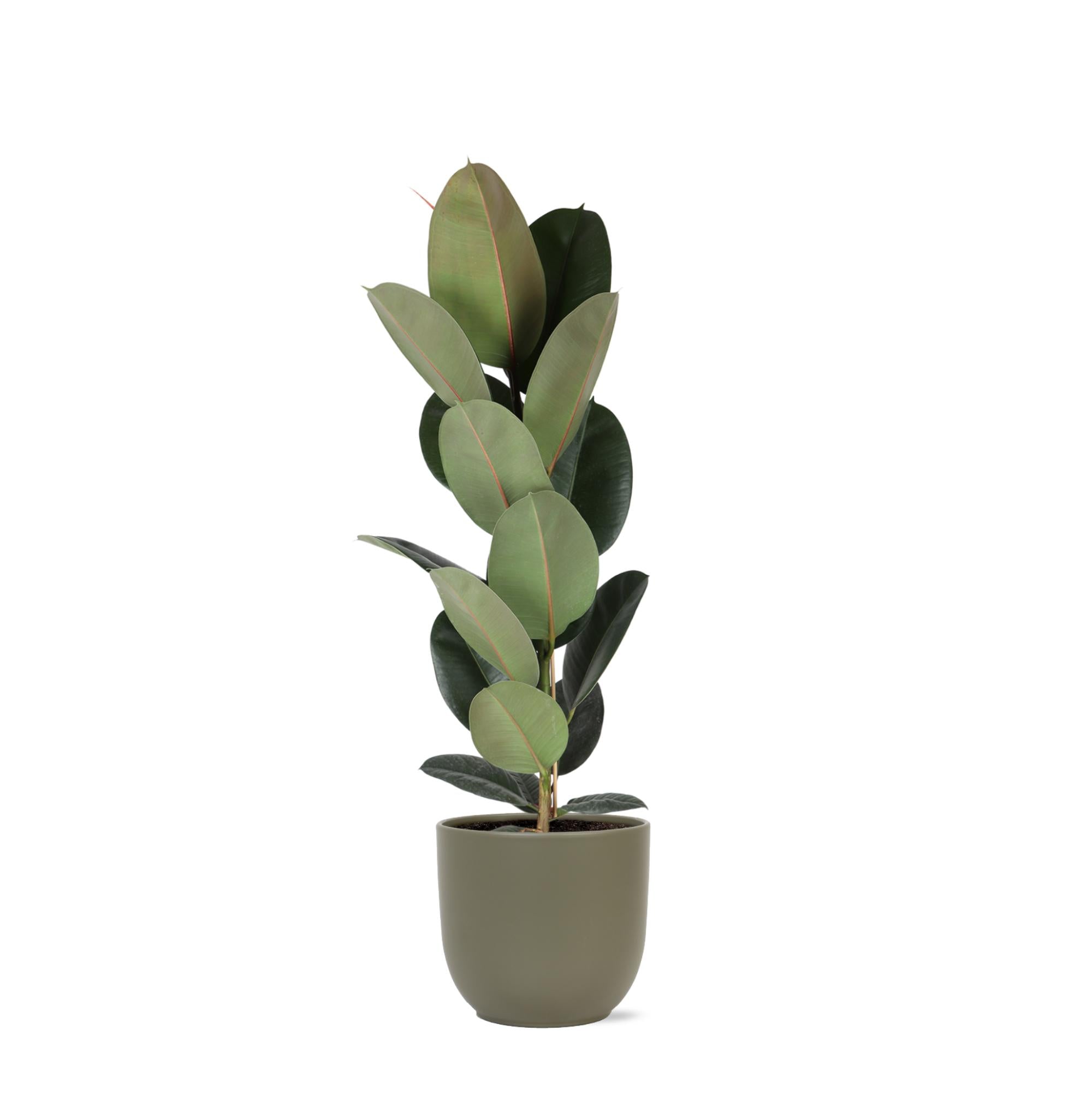 Ficus Elastica Robusta – Ø21cm – ↕90cm im Boule OLIVE Topf