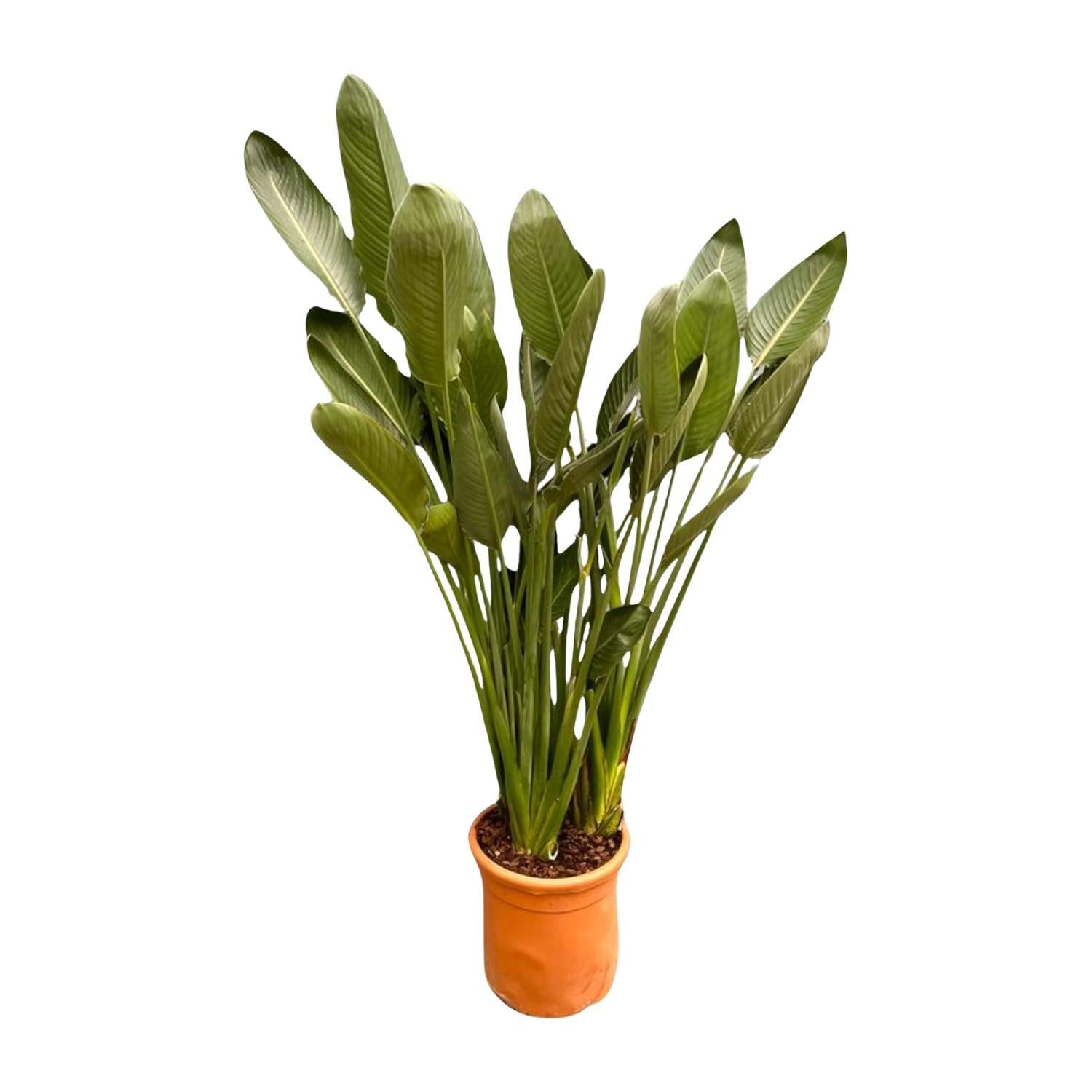 Strelitzia Reginae XL – 180 cm – ø50 - Strelitzie