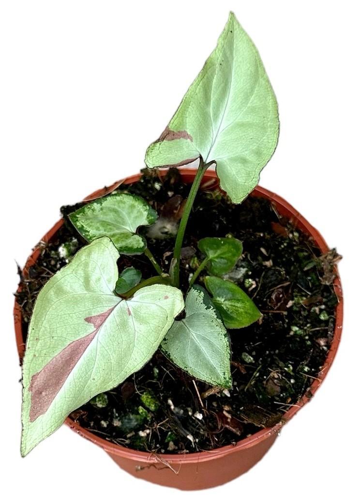 Syngonium Erdbeermilch – Ø10,5 cm – ↕15 cm