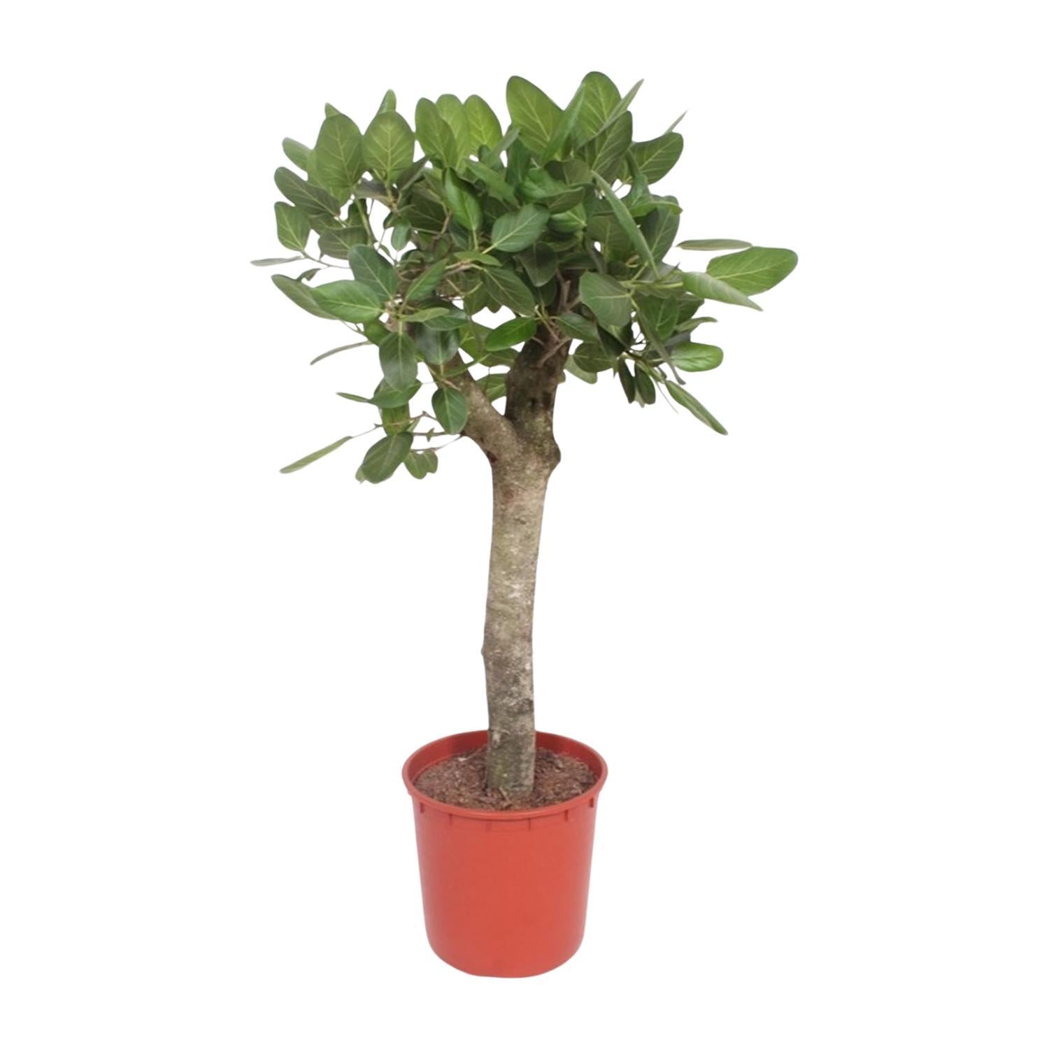 Ficus Benghalensis-Baum – 150 cm – ø34