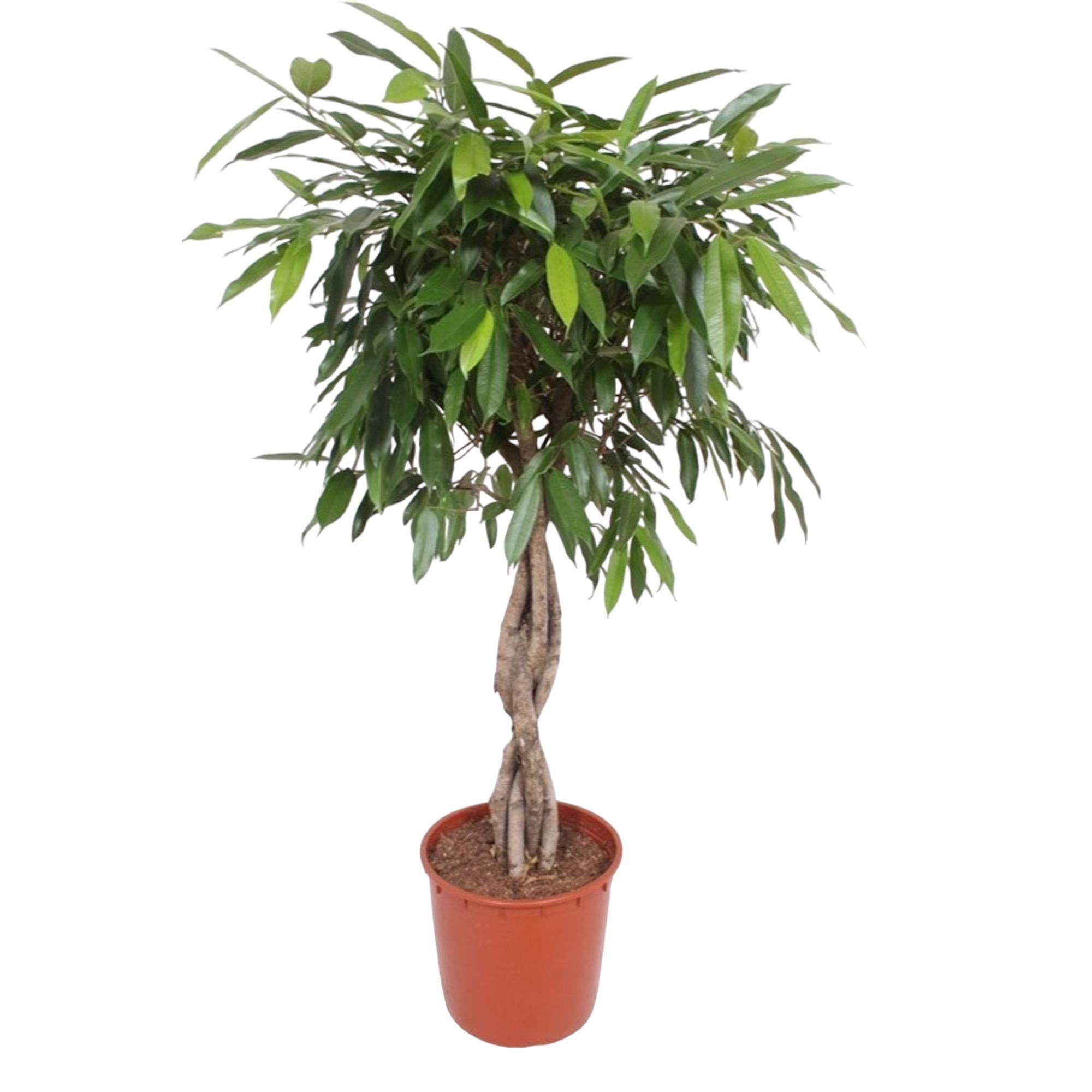 Ficus Amstel King geflochtener Stamm – 140 cm – ø34