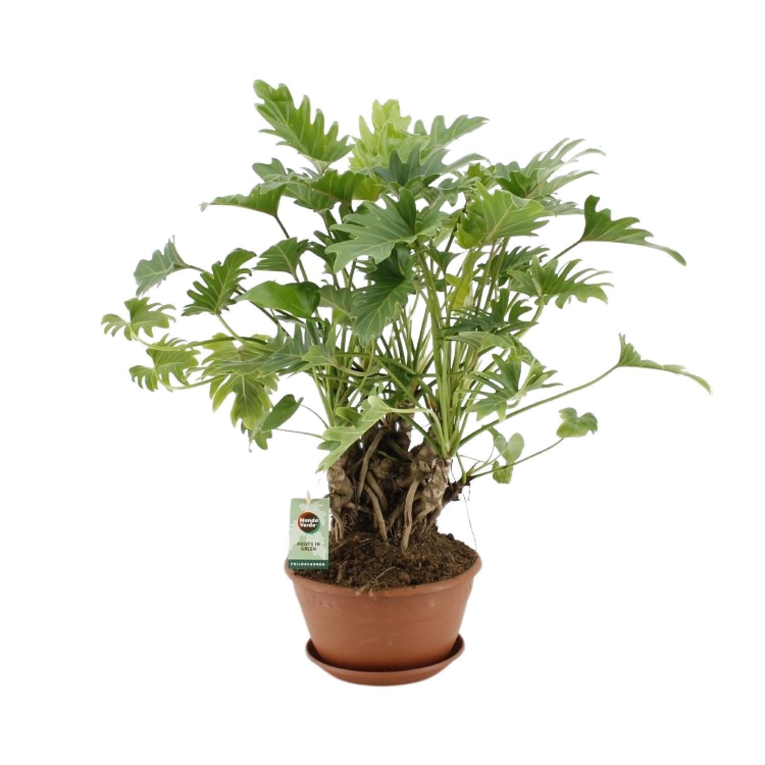 Philodendron Xanadu auf Stiel – Ø22 cm – ↕50 cm