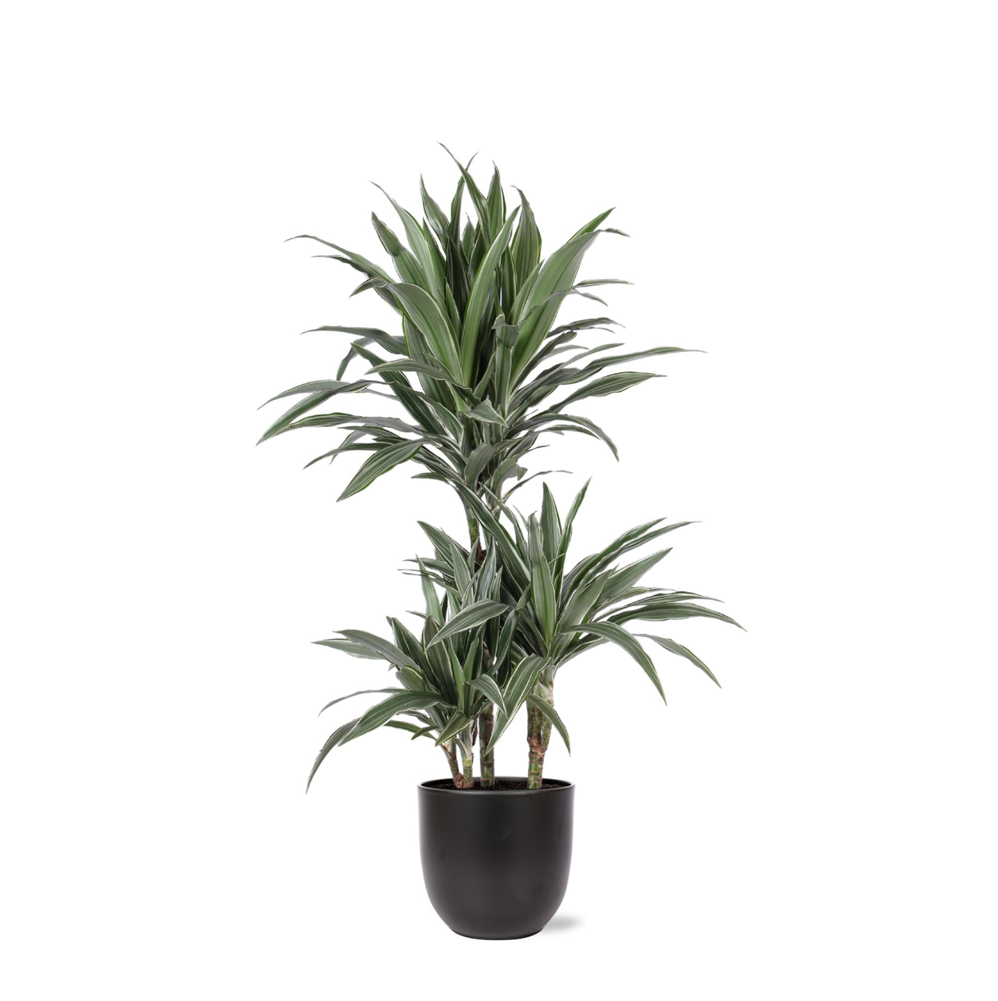 Dracaena Warneckii Ø21cm - ↕65cm im Boule-ANTHRAZIT-Topf