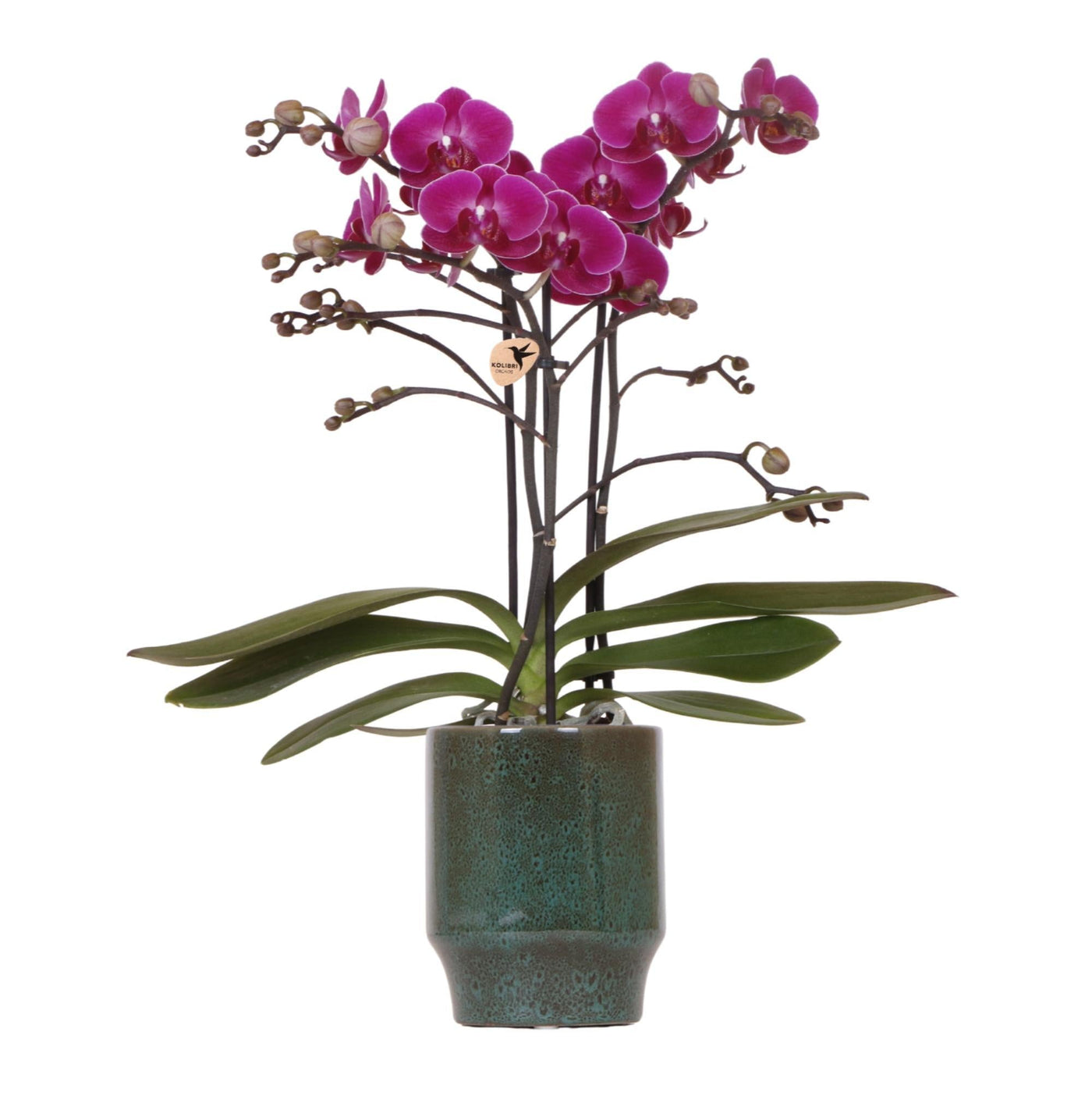 Kolibri-Orchideen | Lila Phalaenopsis-Orchidee - Morelia Edles Grün -