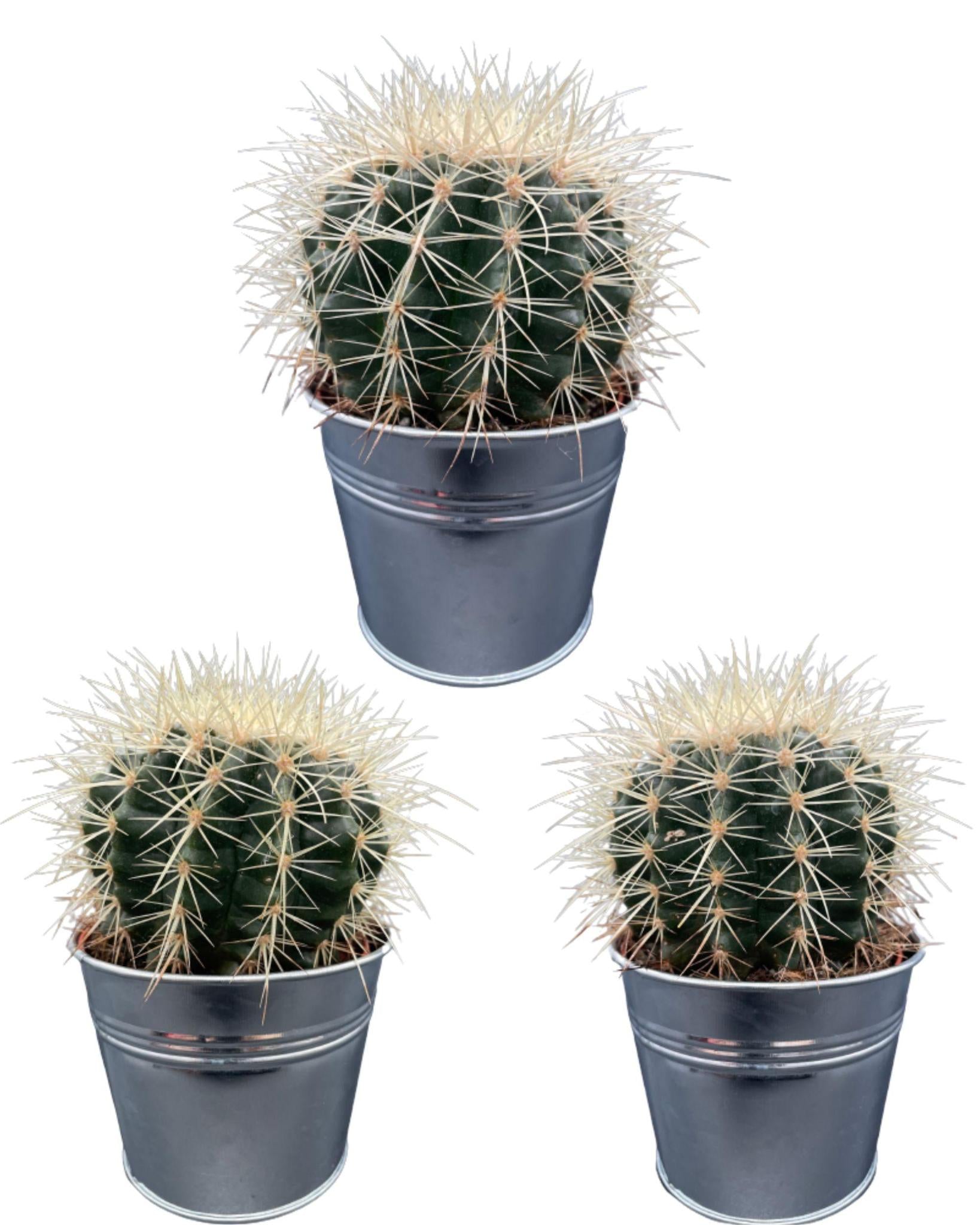 Cactus- Echiocactus Grusonii - Zinc - Ø11.5 cm - 3x - ↕13 - 17 cm