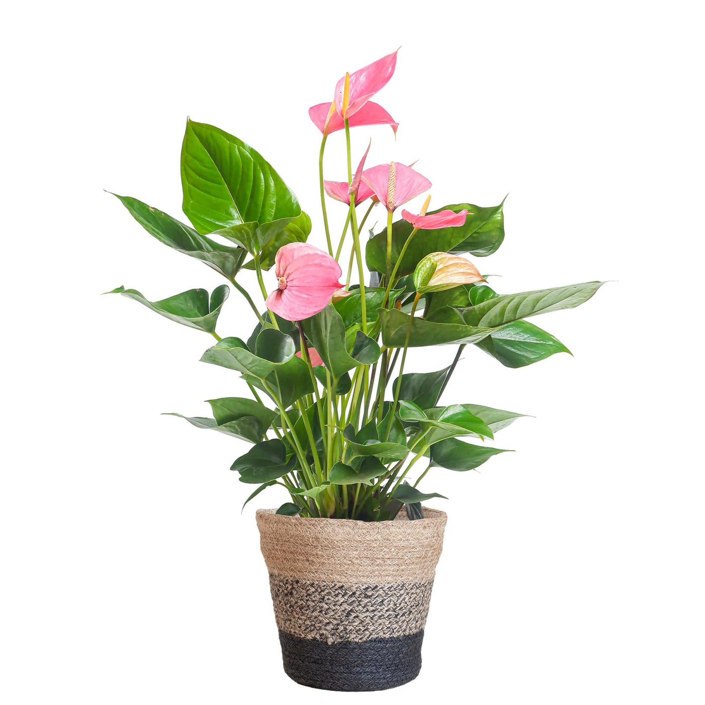 Anthurium Pink Explosion mit Lissabon-Korb schwarz - 55cm - Ø17