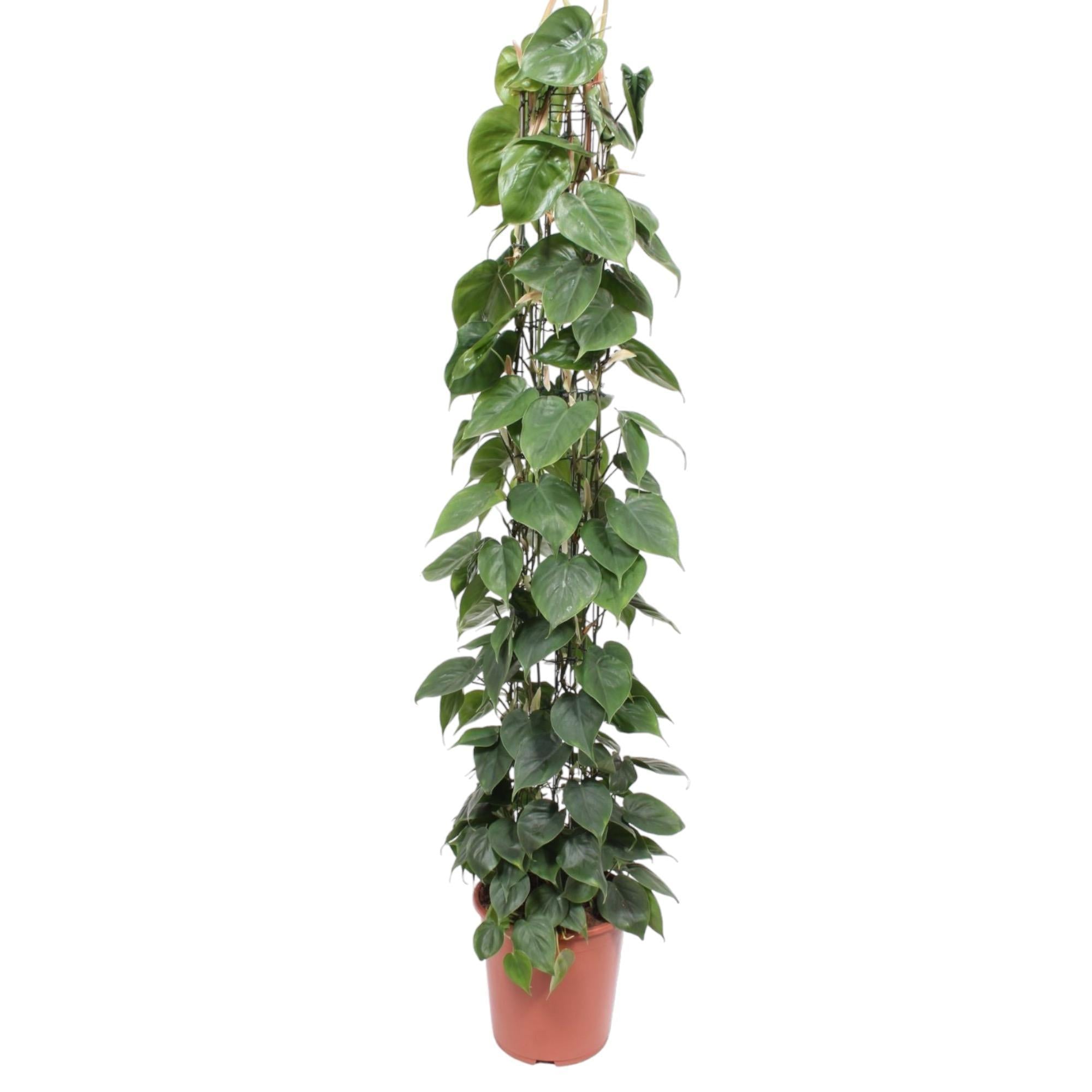 Philodendron Scandens Gittergestell – 160 cm – ø27