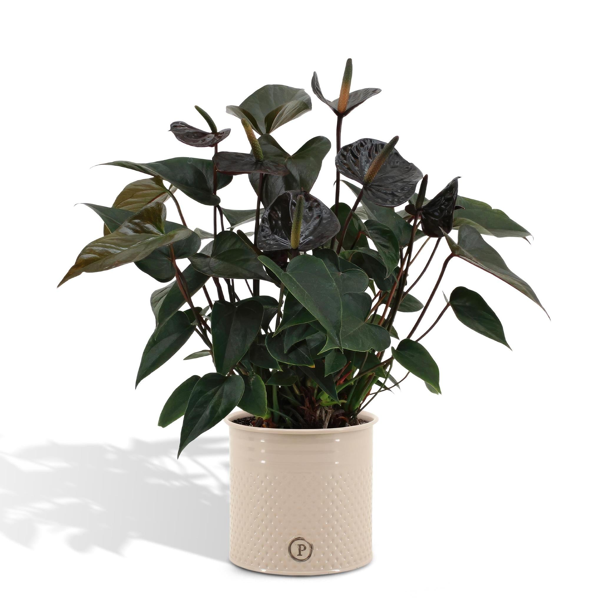 Anthurium andreanum Black Love inkl. PURE-Zink - 45cm - Ø12