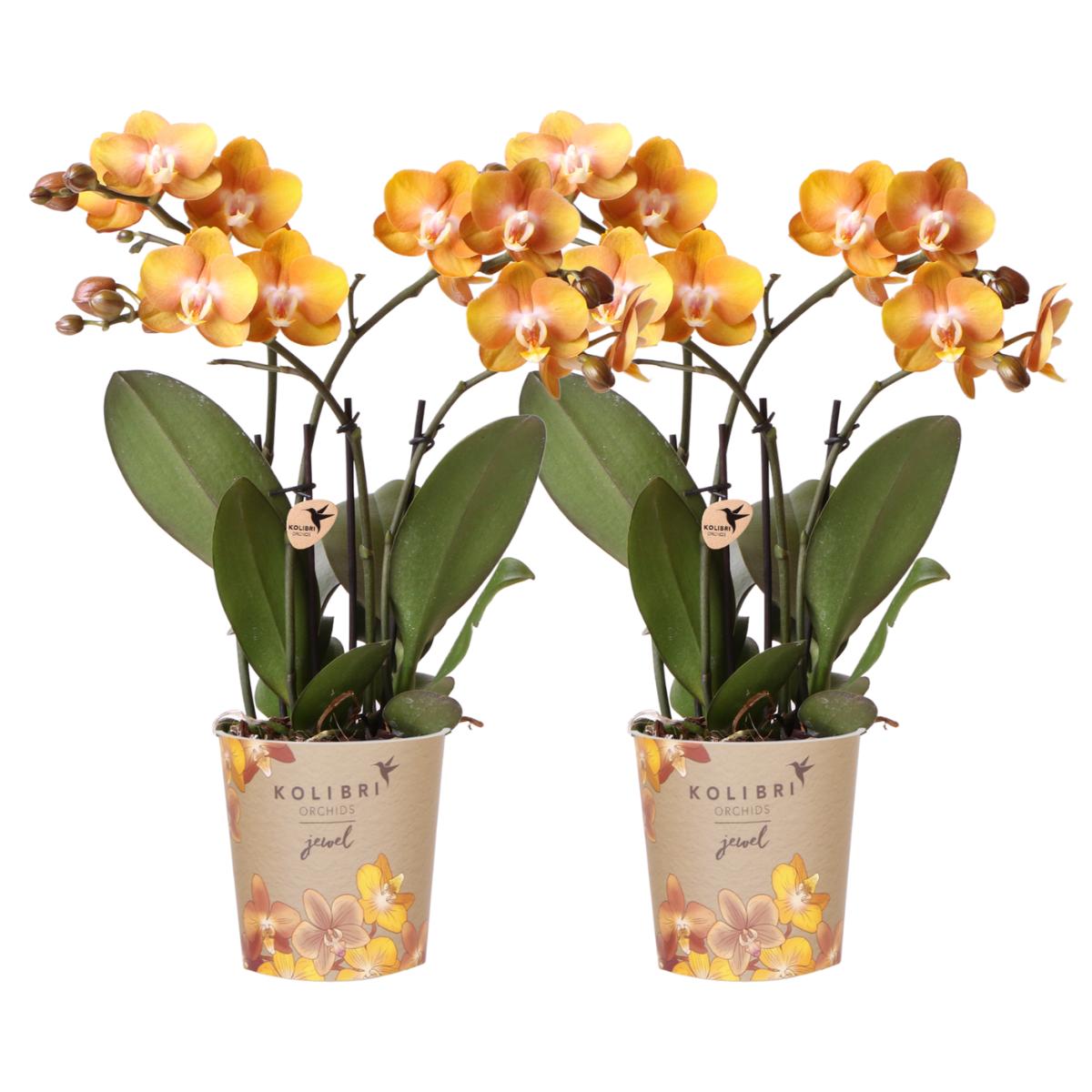 Kolibri-Orchideen | KOMBI ANGEBOT aus 2 Phalaenopsis-Orchideen - Las V