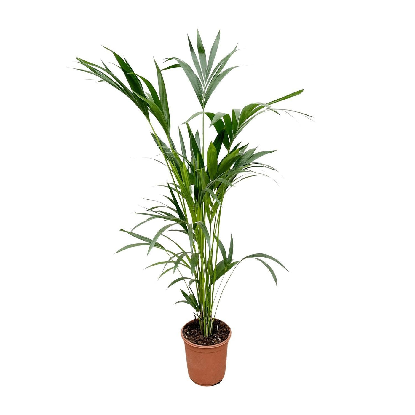 Kentia-Palme – 160 cm – Ø24 - Kentiapalme