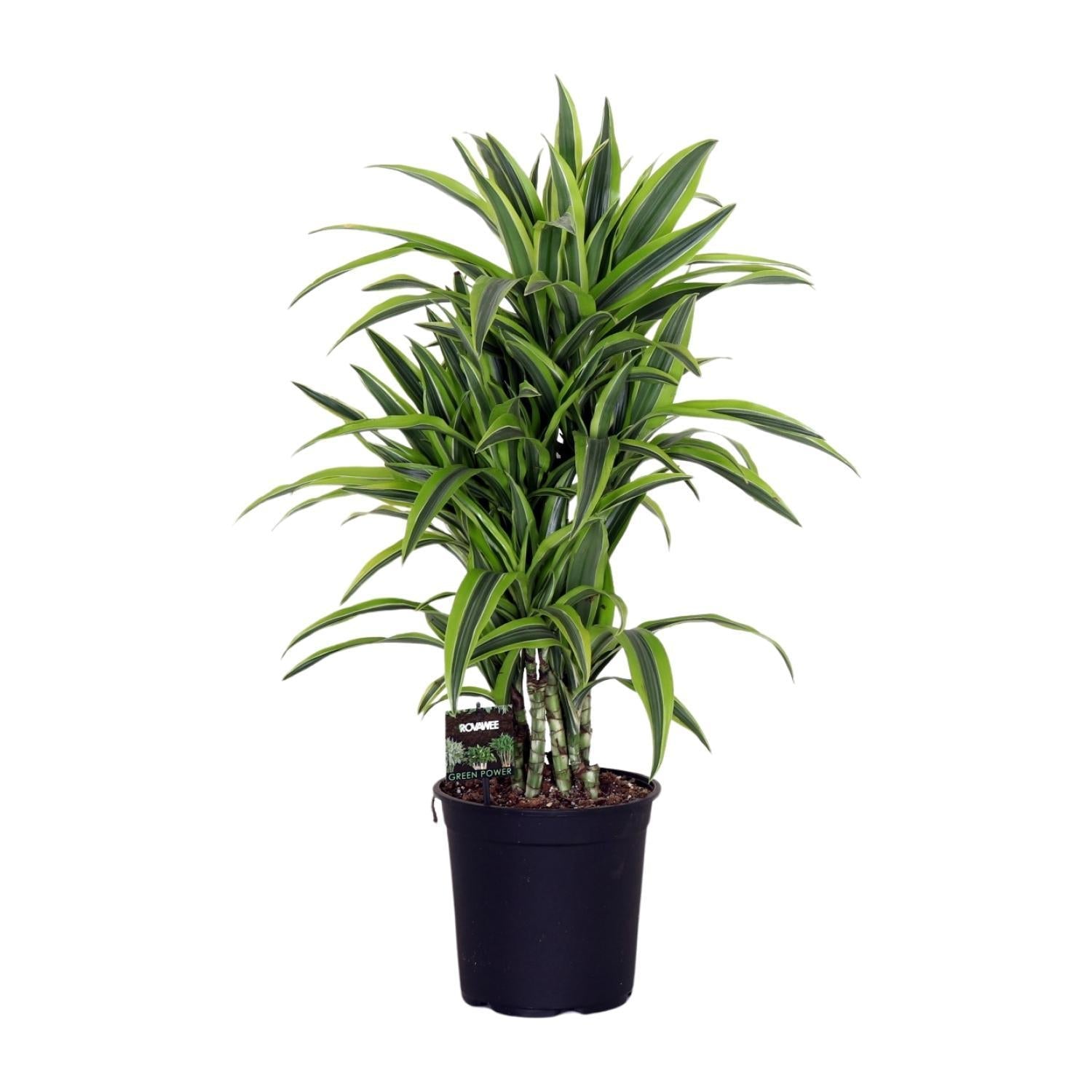 Dracaena Fragr. Zitronenlimette - Ø24cm - ↕100cm