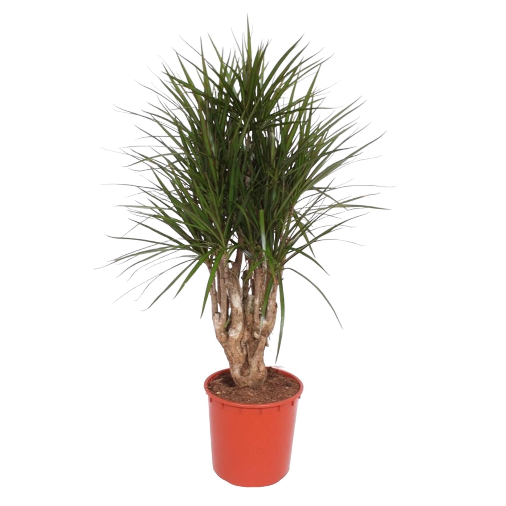 Dracaena Marginata verzweigt – 140 cm – ø34