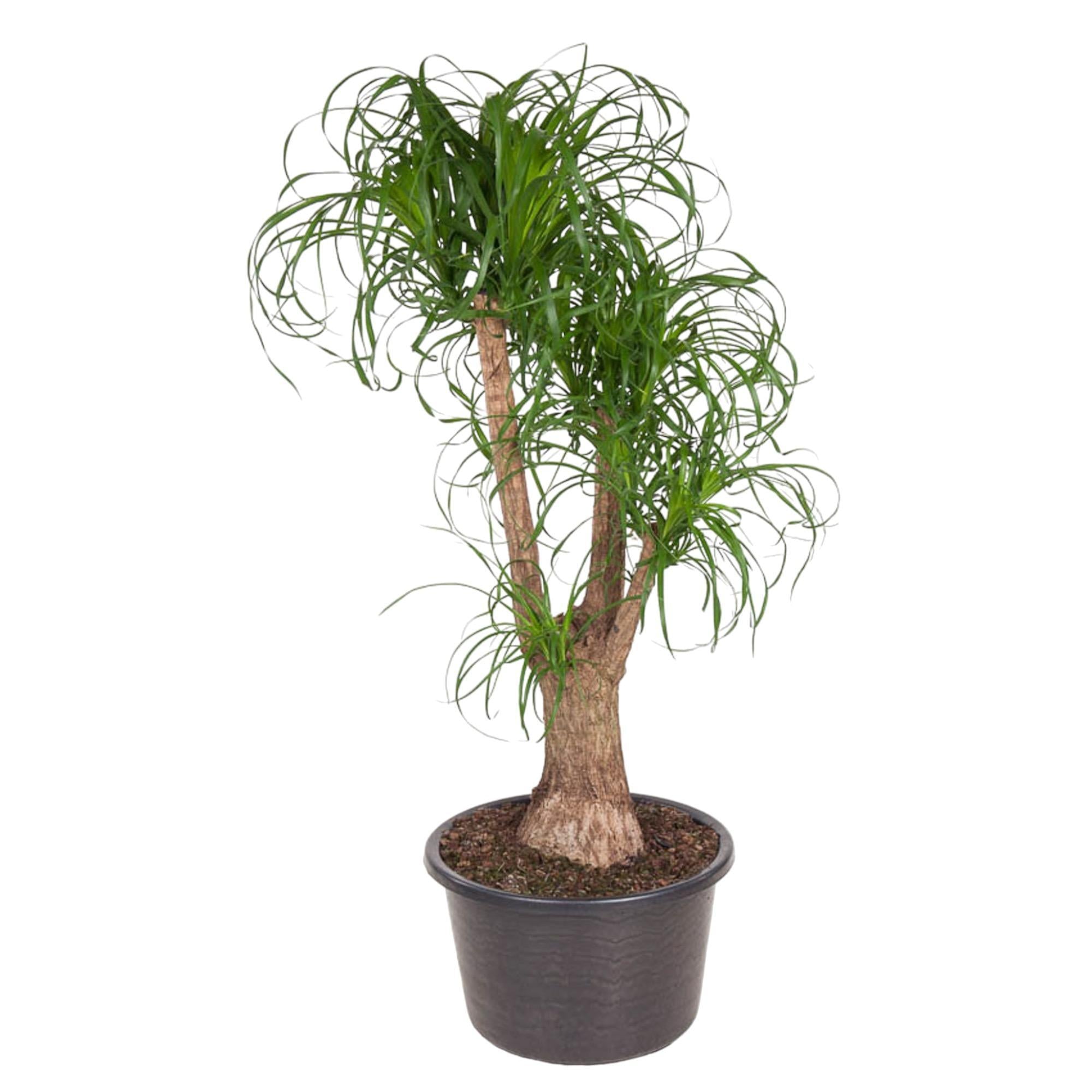 Beaucarnea verzweigt – 130 cm – ø44