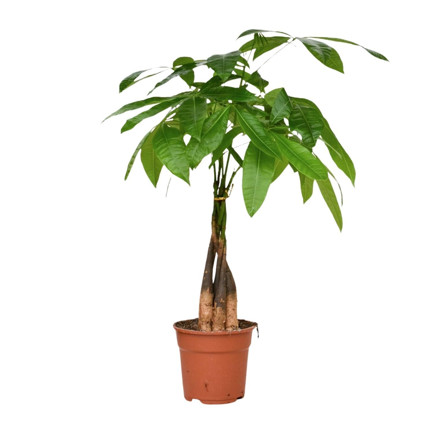 Pachira Aquatica - Ø17cm - ↕65cm