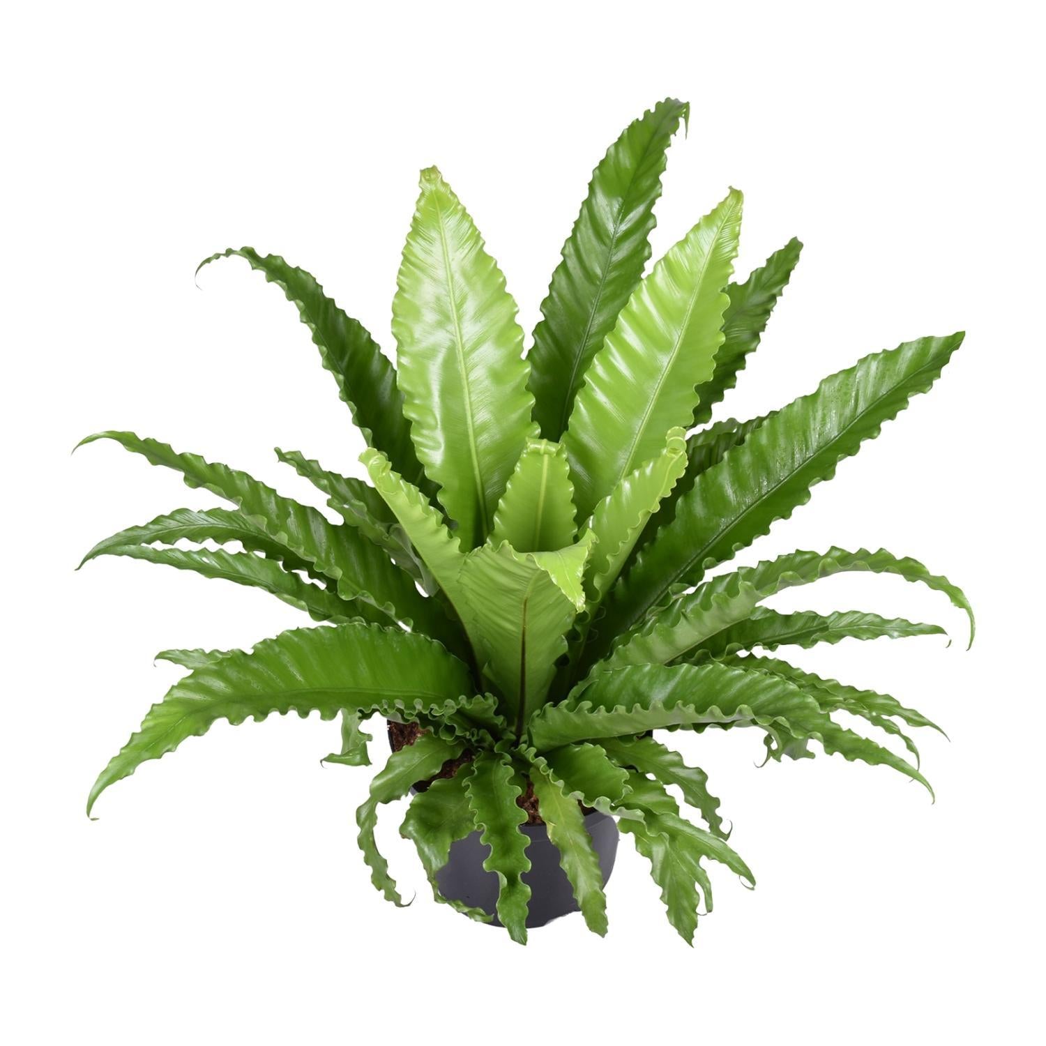 Asplenium Antiquum Osaka - Ø23cm - ↕60cm