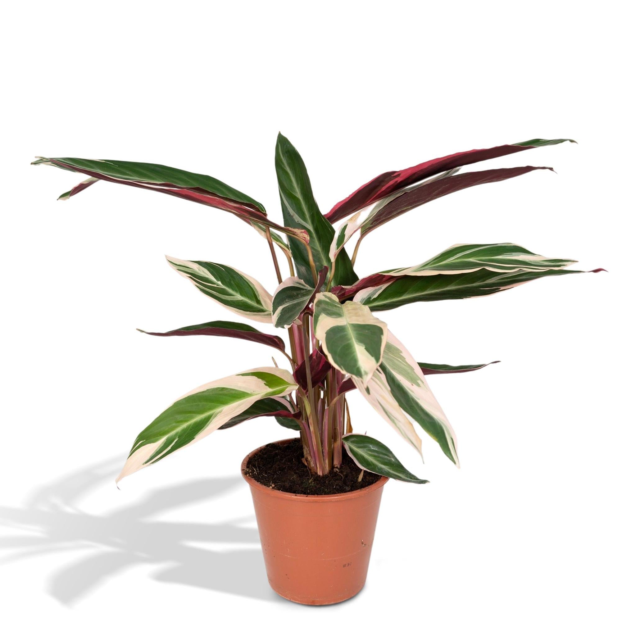 Calathea Triostar – Pfauenpflanze – 70 cm – Ø19