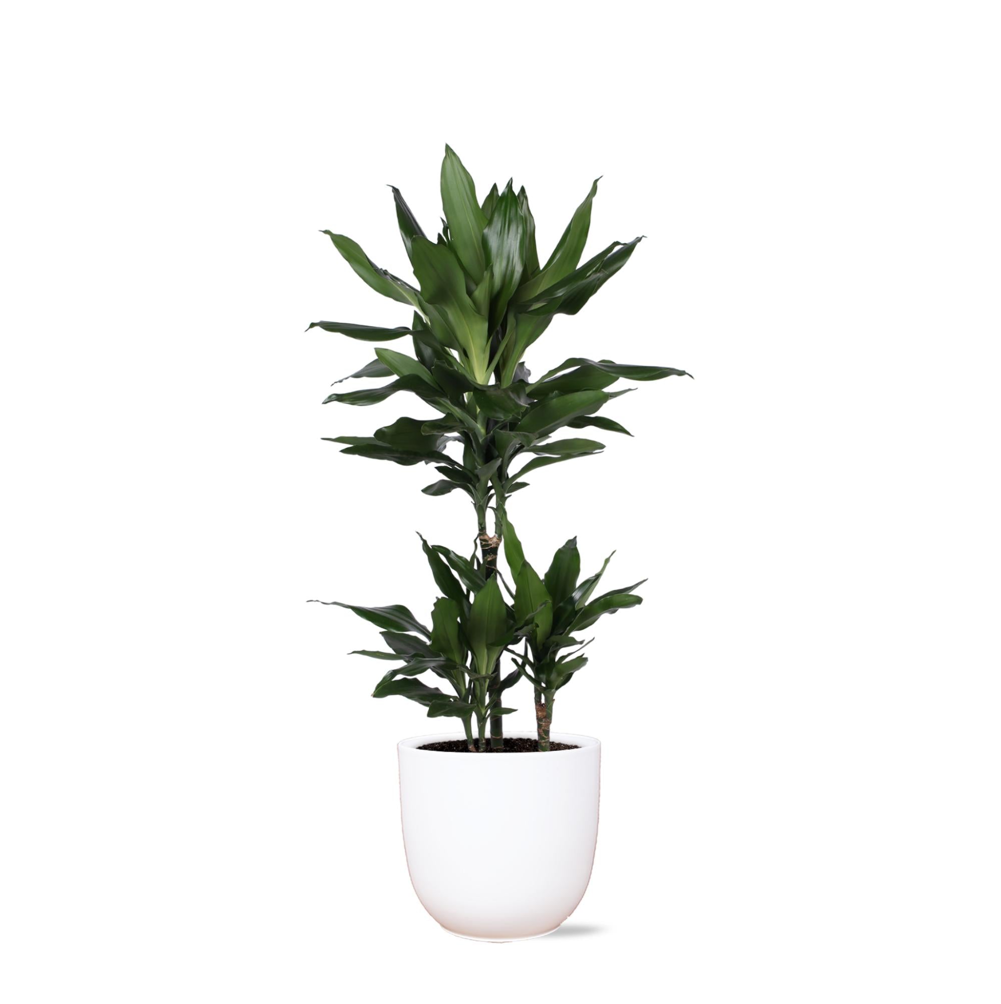 Dracaena Janet Lind Ø21cm - ↕90cm im Boule WHITE-Topf