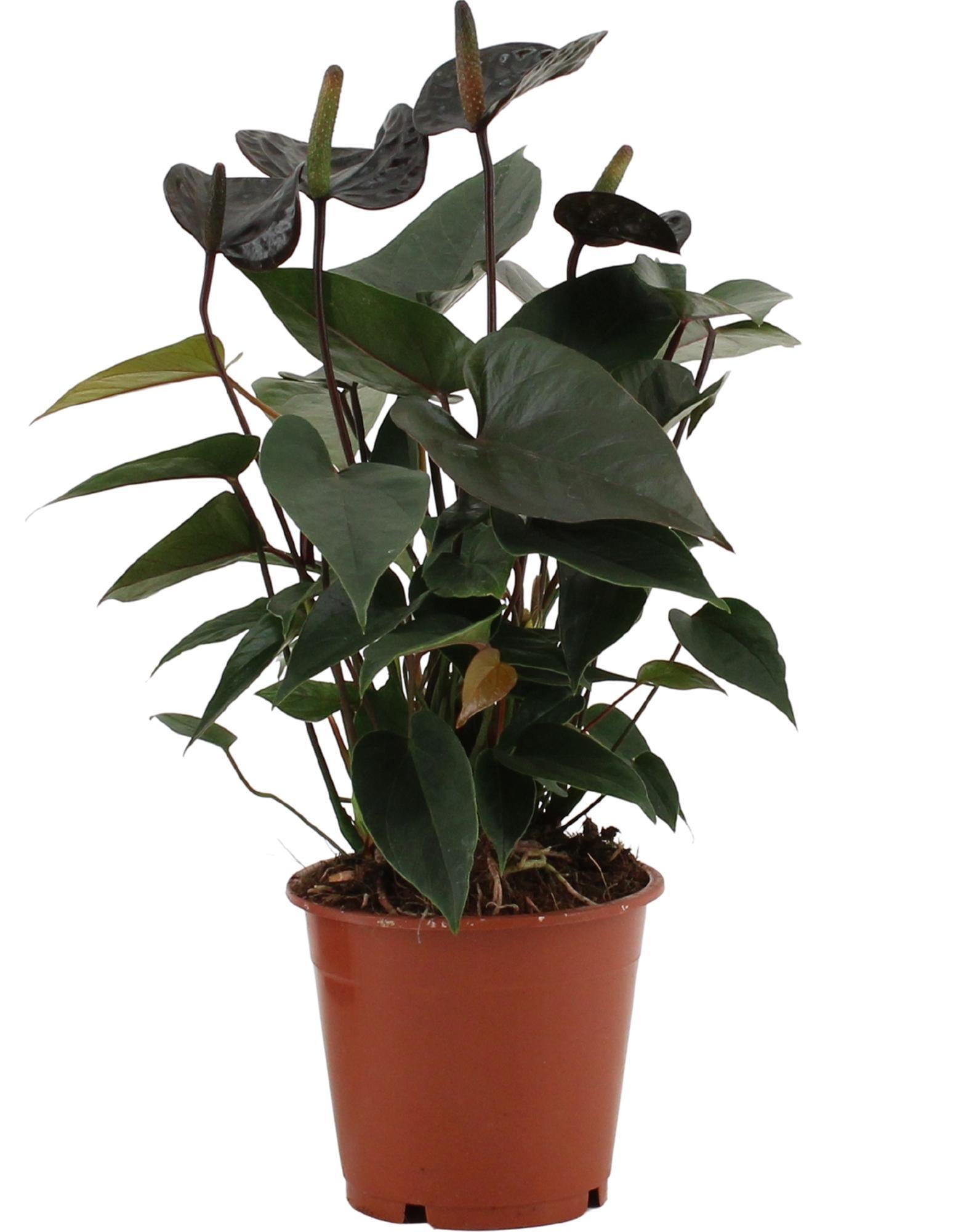 Anthurium Black Love in transparenter Hülle – Ø12 cm – ↕36 cm