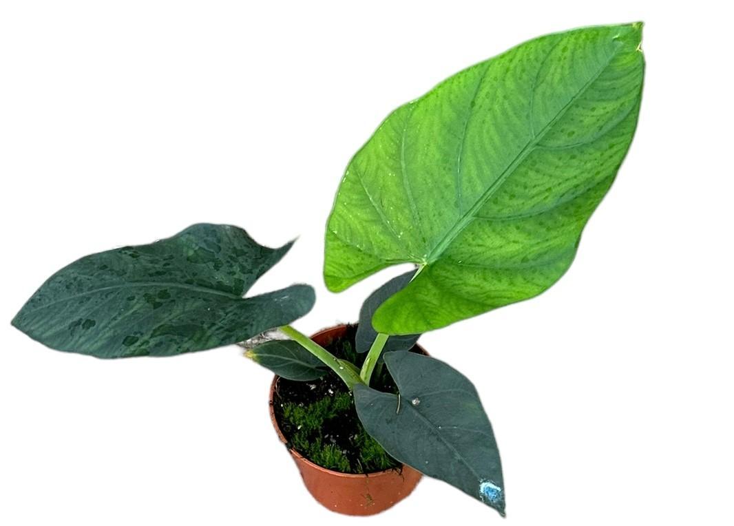 Alocasia Scabriuscula – Ø10,5 cm – ↕15 cm