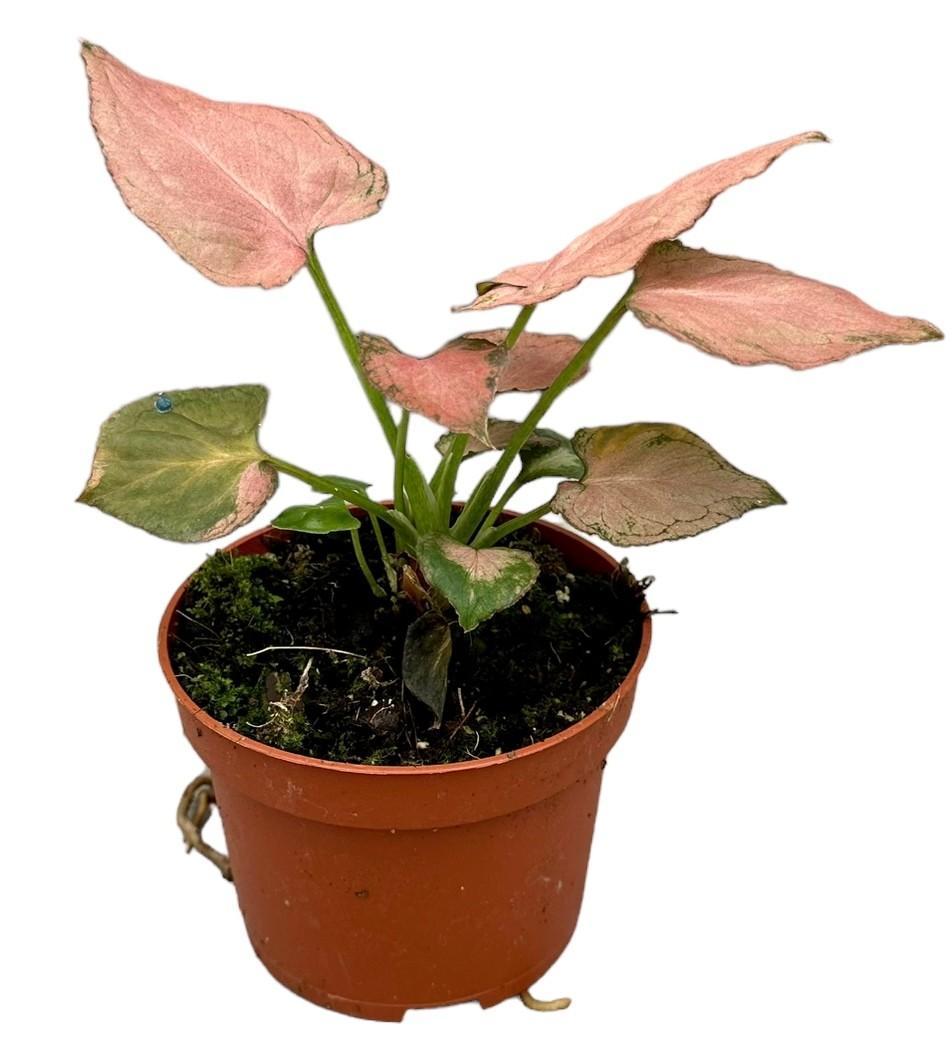 Syngonium Pink Perfection – Ø10,5 cm – ↕15 cm