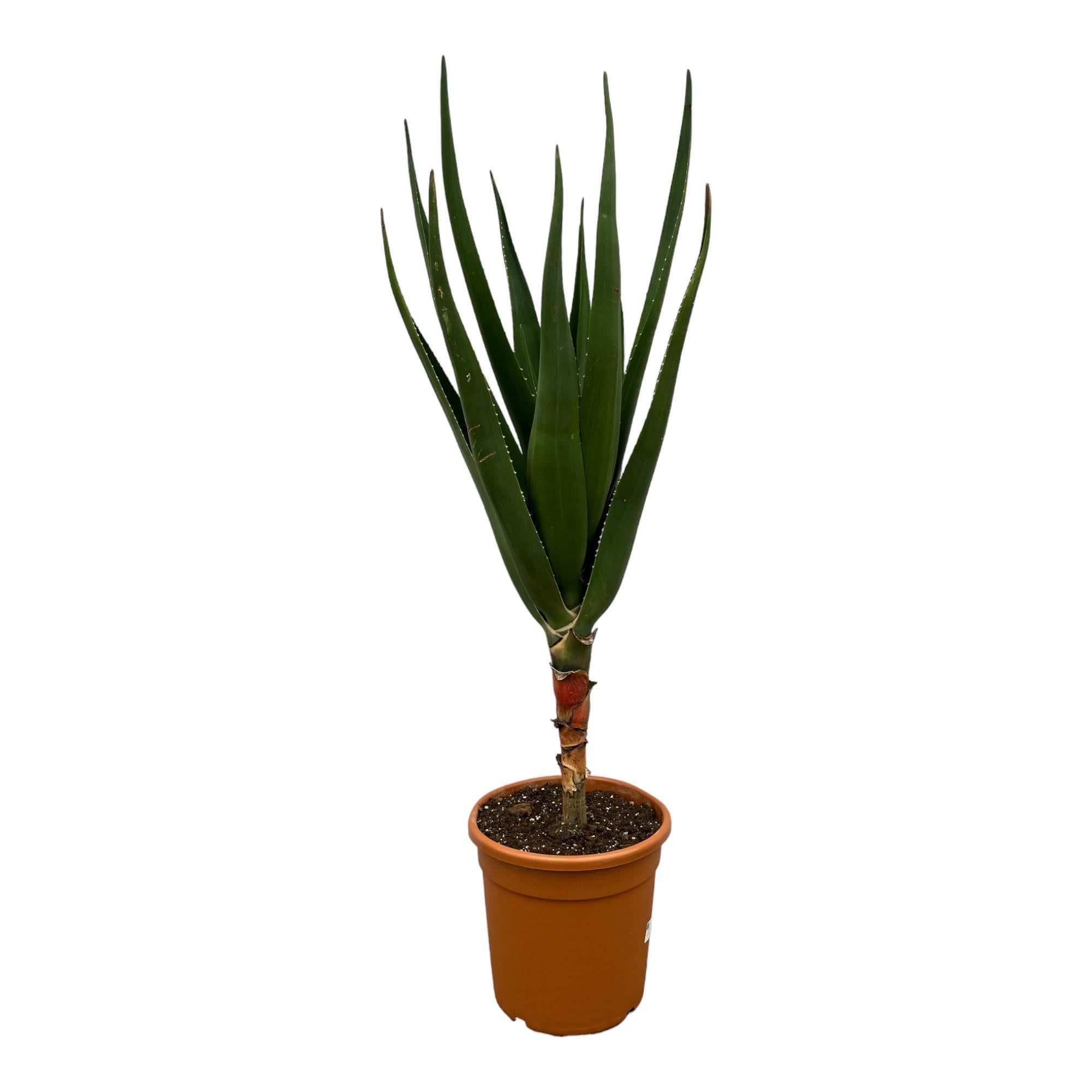 Aloe Barberae – 140 cm – Ø30 cm