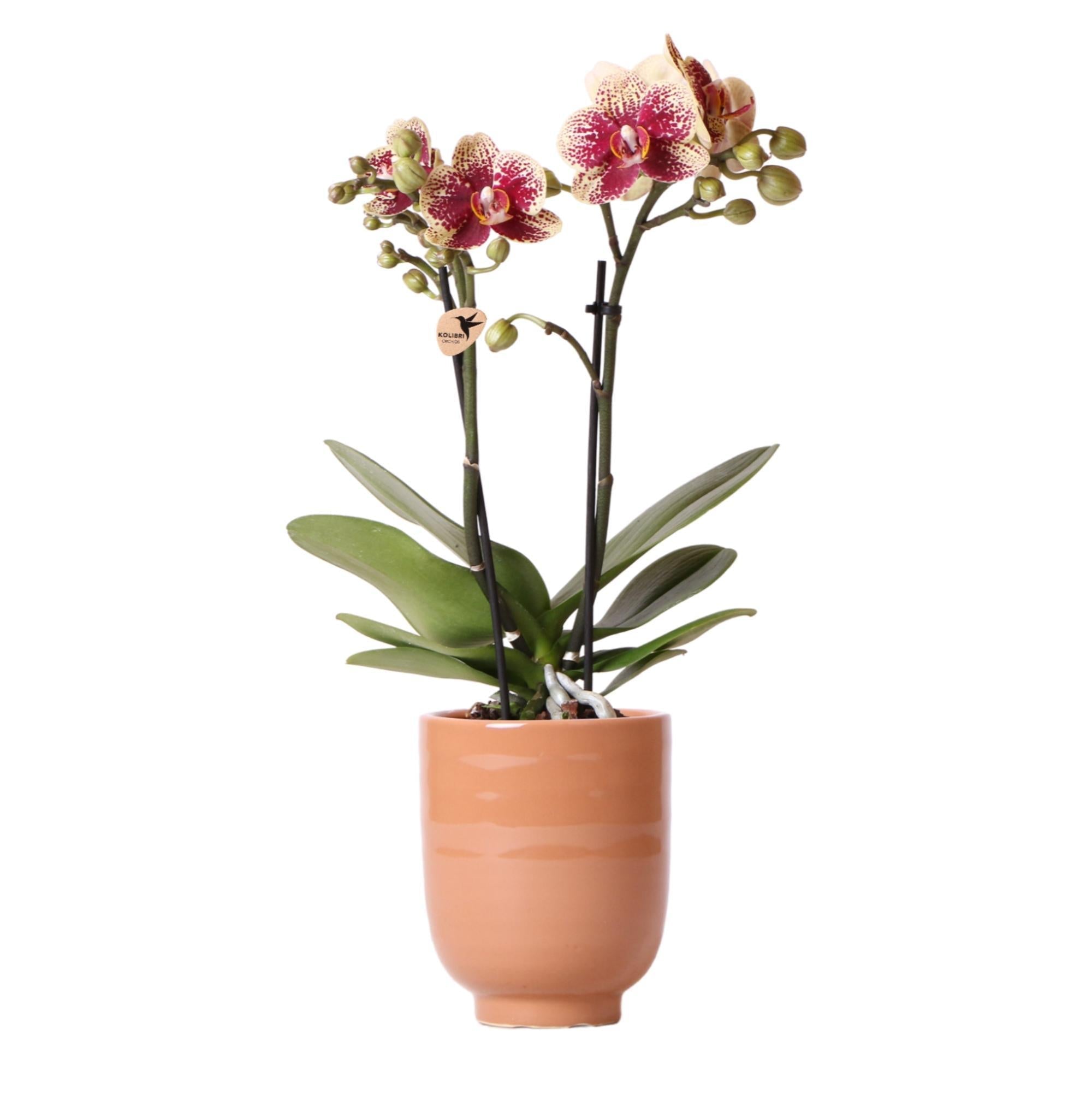 Kolibri-Orchideen | Gelbe rote Phalaenopsis-Orchidee - Spanien + Glasi