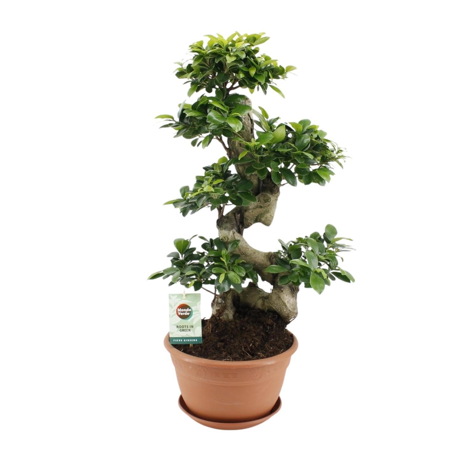 Ficus Ginseng – Ø27cm – ↕70cm