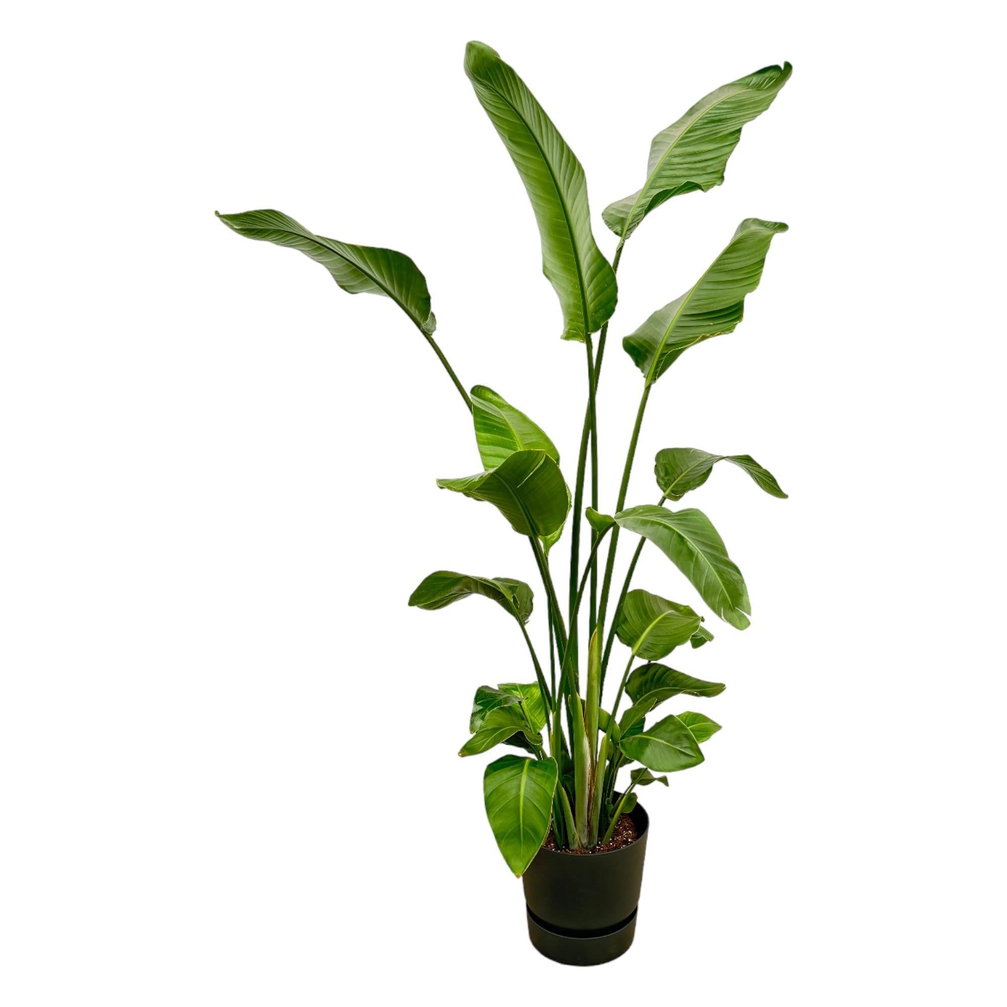 Strelitzia Nicolai inklusive elho Greenville Round schwarz – 180 cm – Ø30