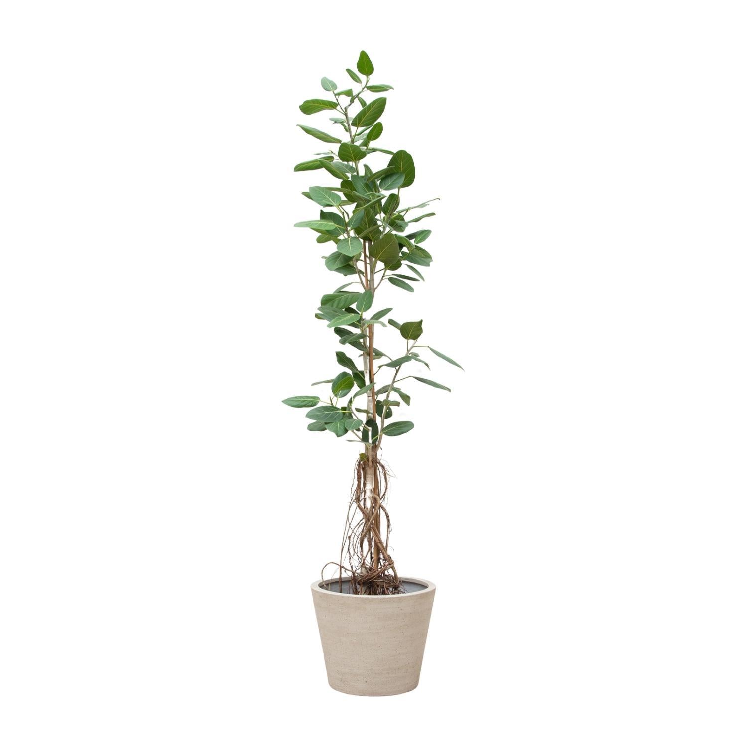 Ficus Benghalensis Audrey auf Stamm mit hängenden Wurzeln – 220 cm – ø45