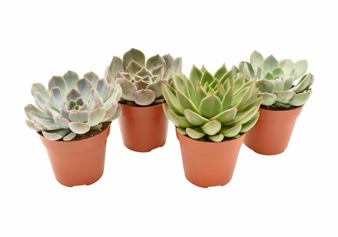 Echeveria-Mischung (Basis) – 4 Stück – Ø12 cm – ↕15 cm