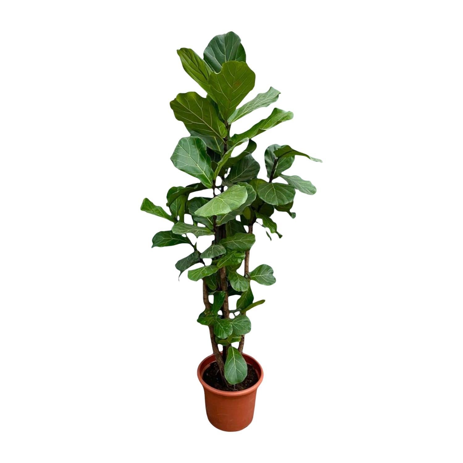 Ficus Lyrata verzweigt XXL - 230cm - ø40