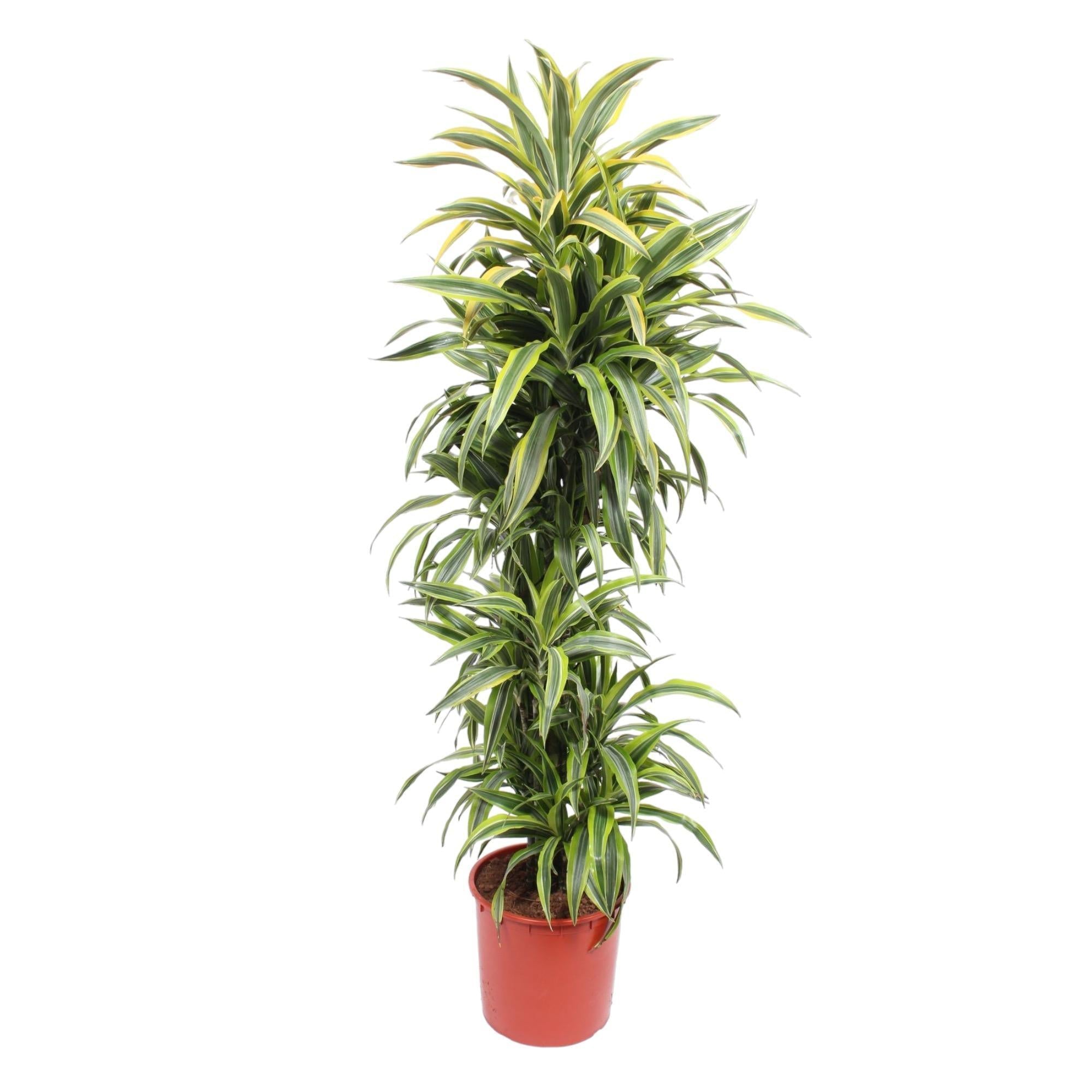 Dracaena Zitronenlimette - 170 cm - ø34