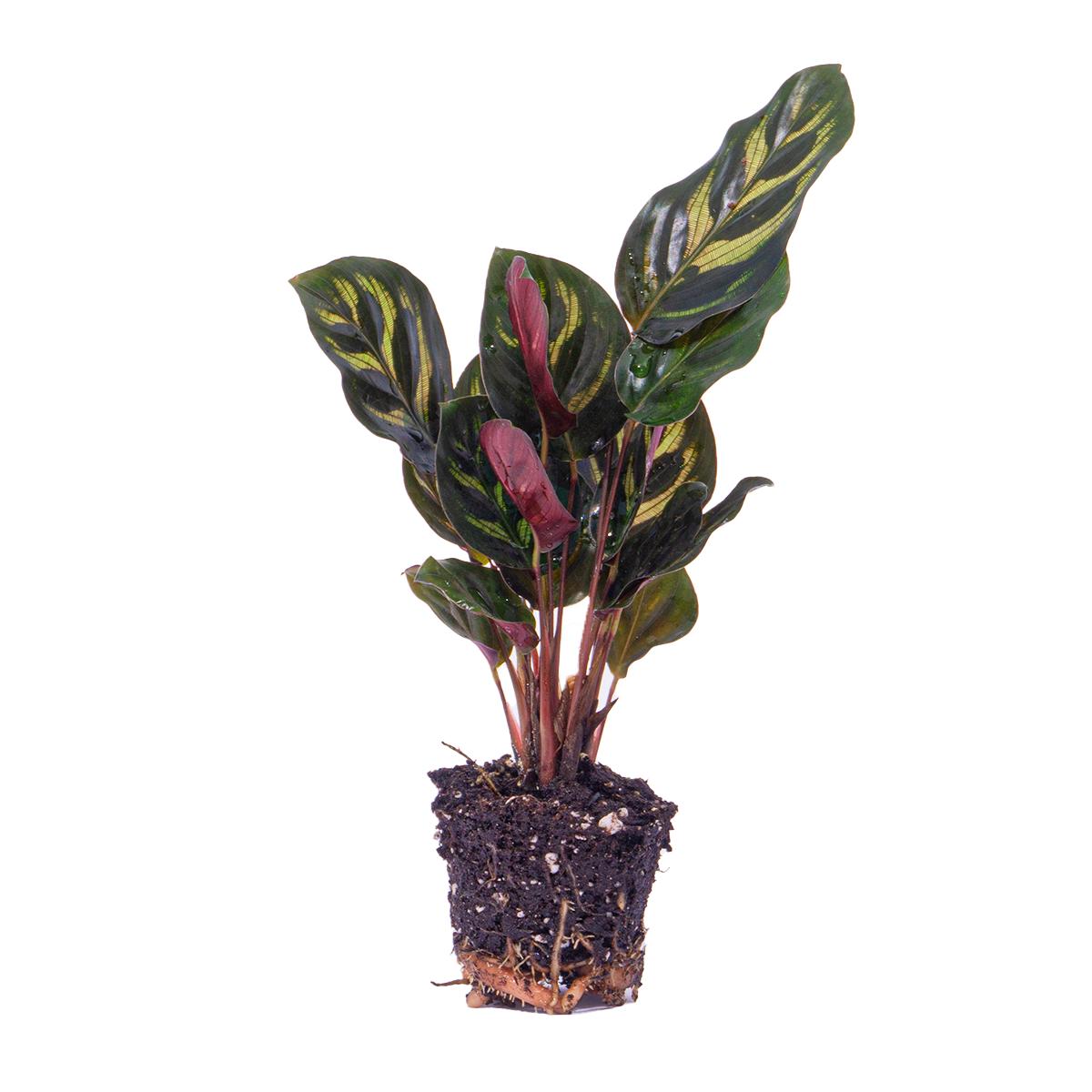 Calathea Makoyana - Pfauenpflanze - Terrarienpflanze - Topfgröße 6