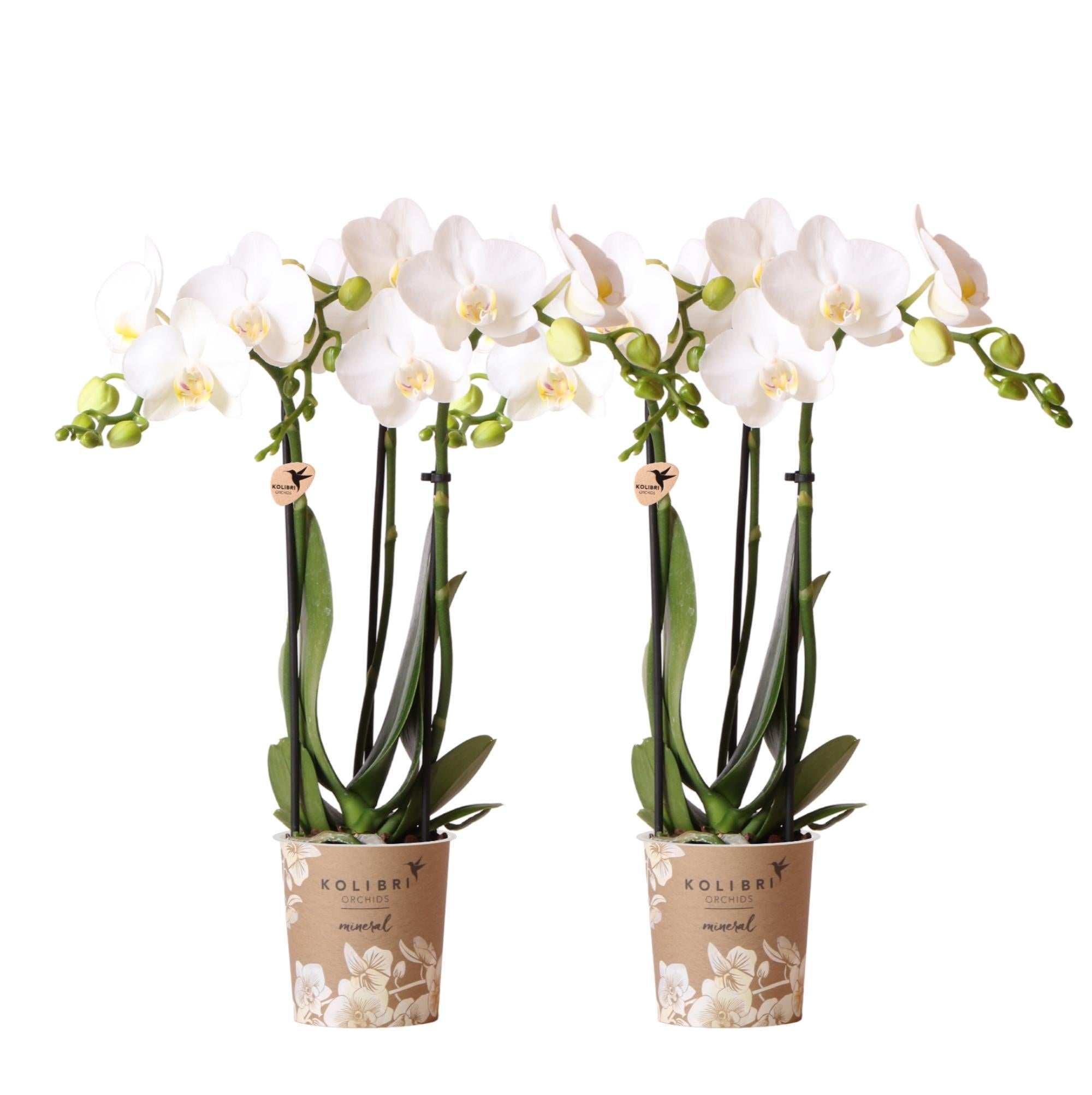 Kolibri-Orchideen | KOMBI-ANGEBOT mit 2 weißen Phalaenopsis-Orchideen