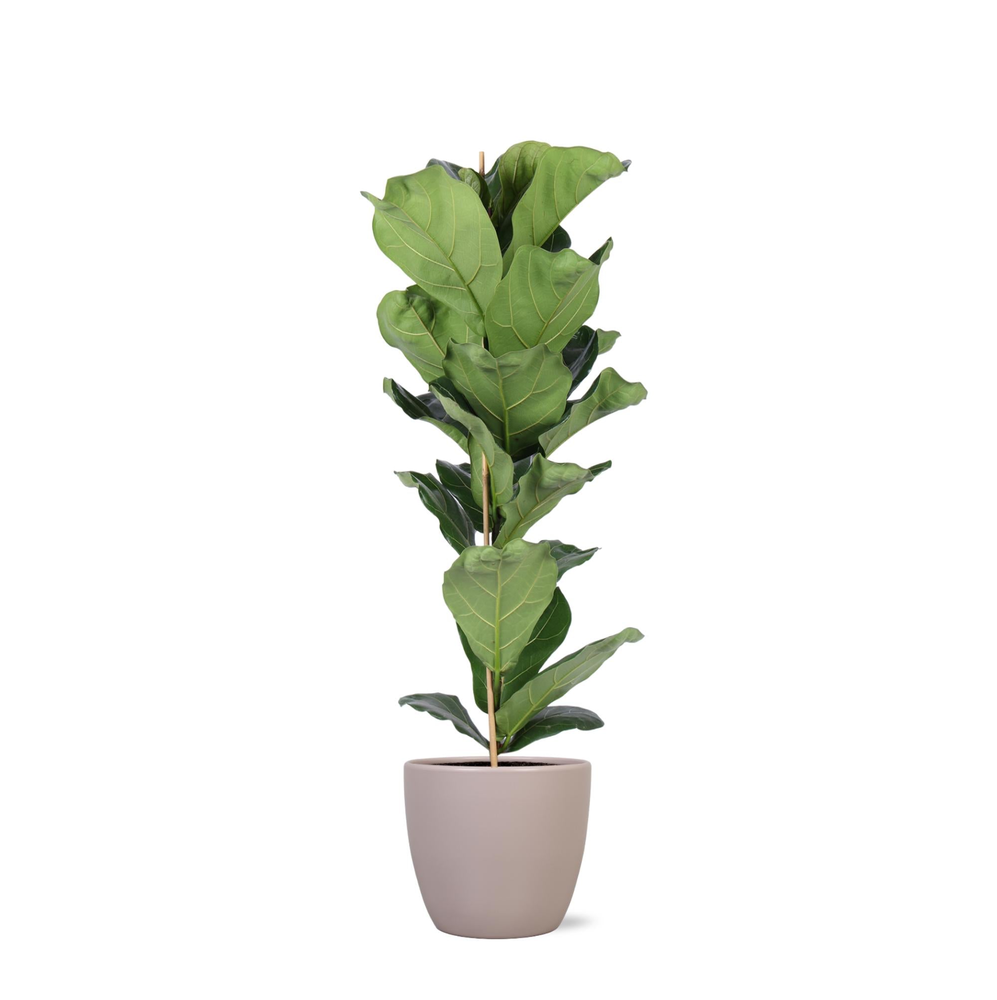 Ficus Lyrata - Ø21cm - ↕90cm im Boule TAUPE Topf