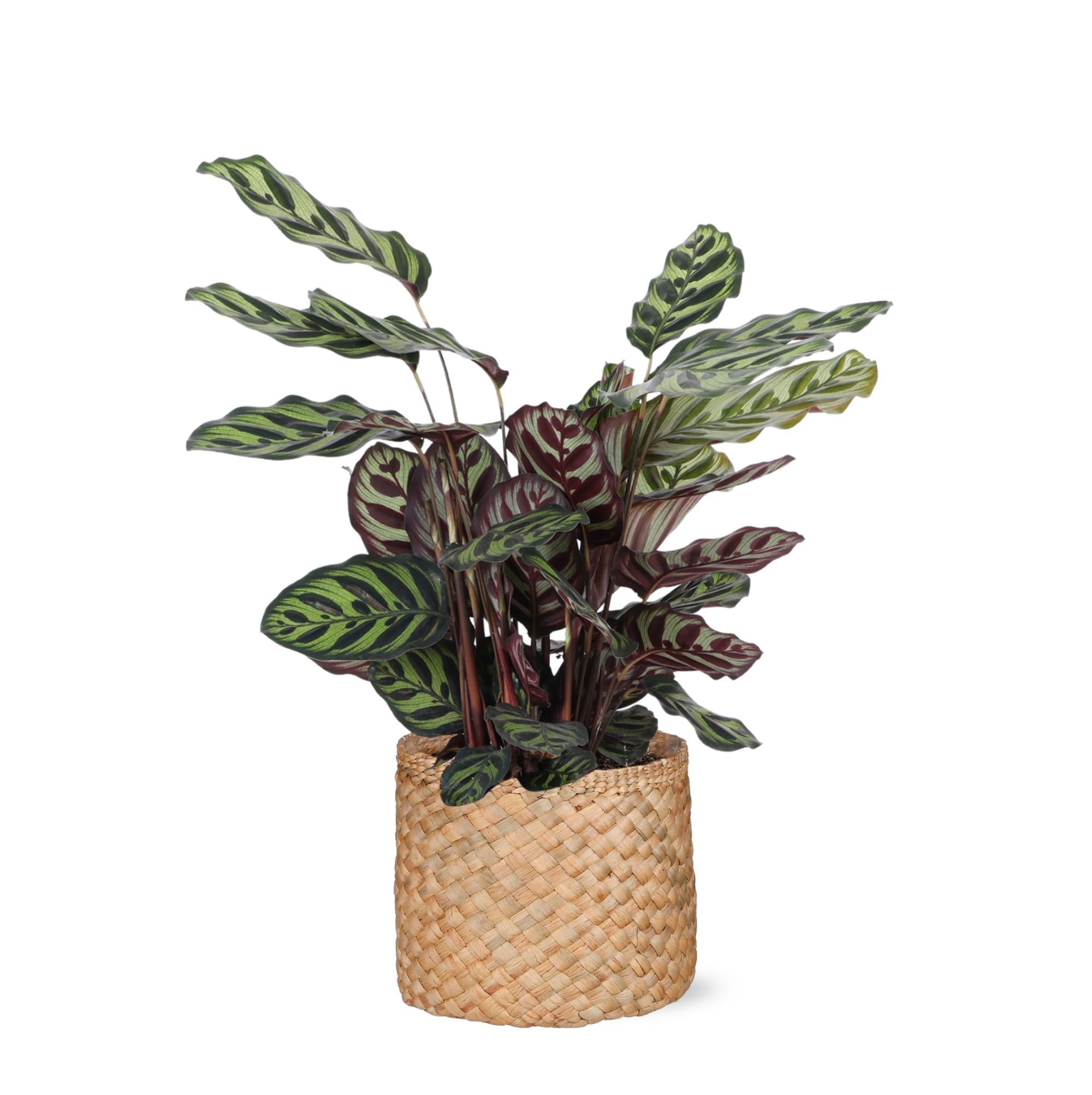 Calathea Makoyana Ø21cm - ↕70cm im Albury NATURAL Korb