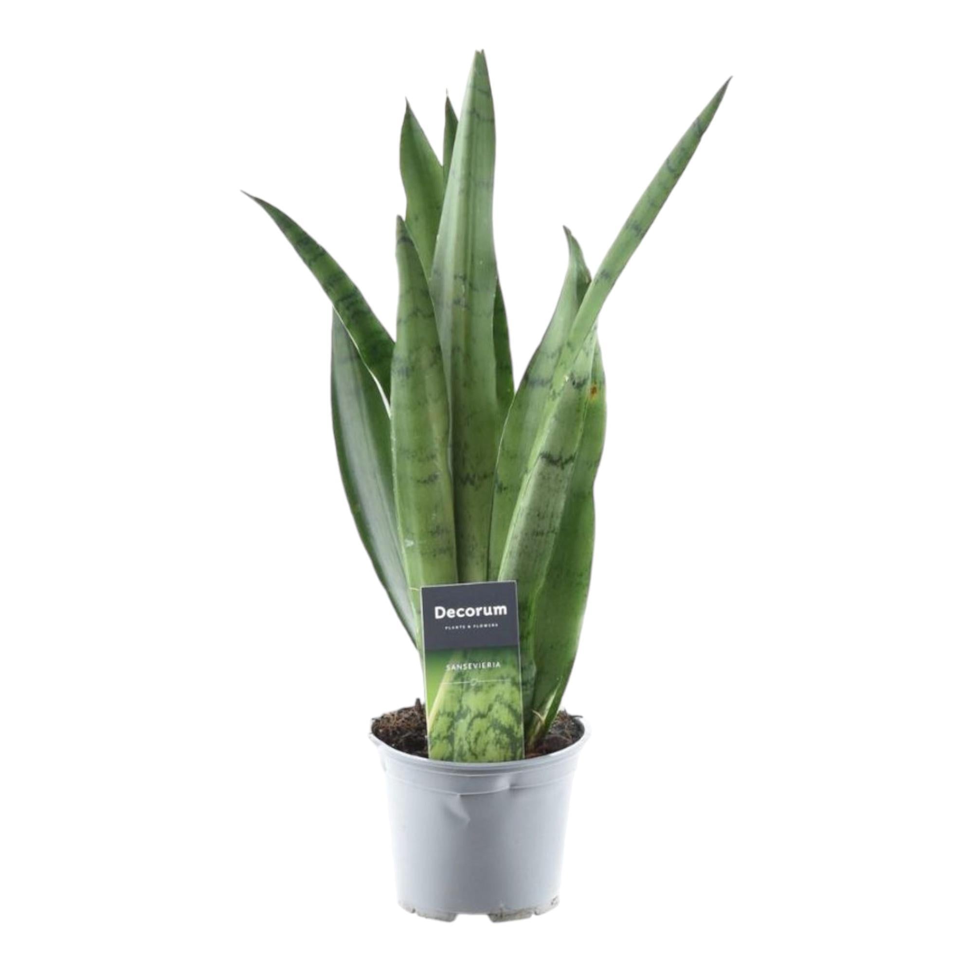 Sansevieria Grüne Minze - 45 cm - ø12 - Bogenhanf