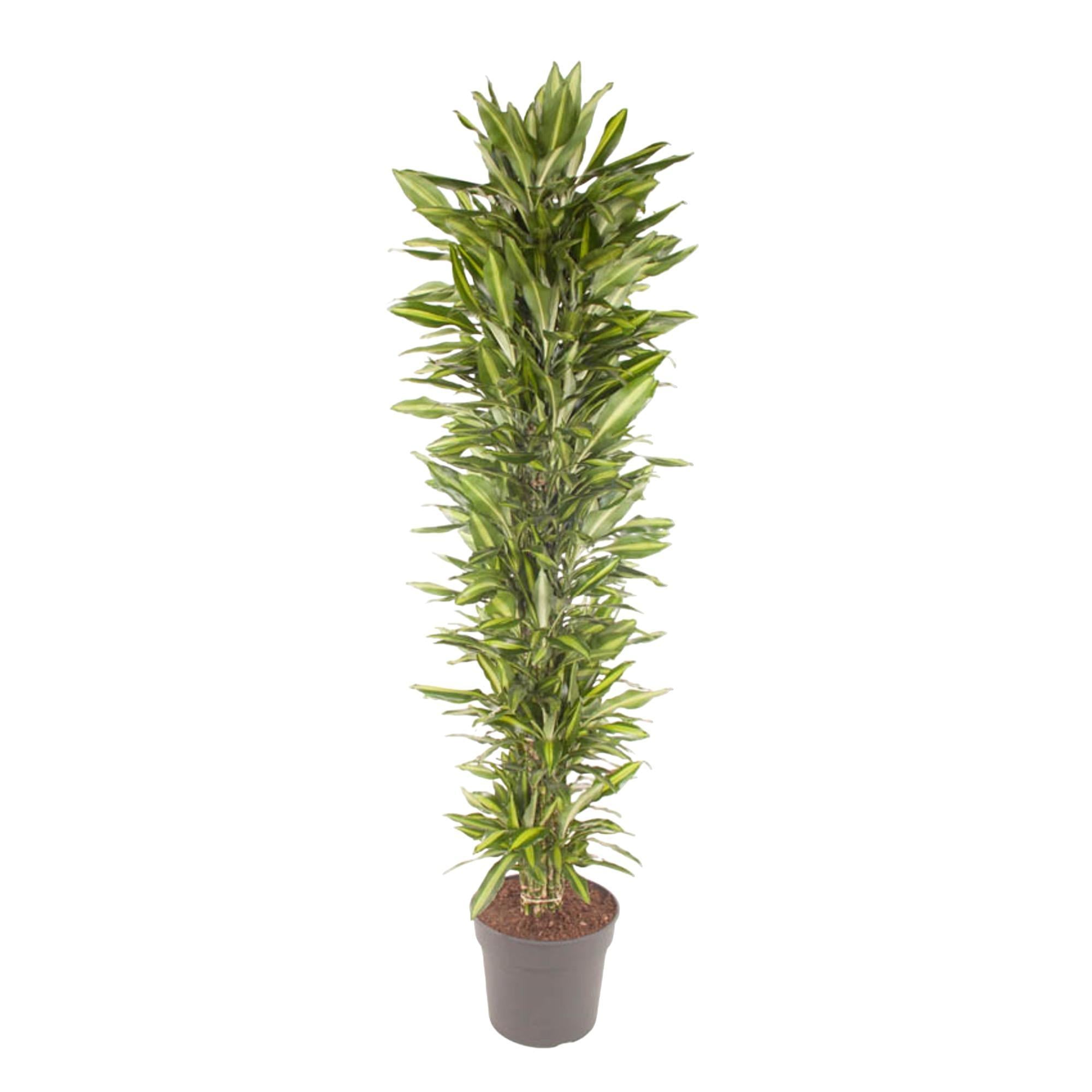 Dracaena Cintho verzweigt - 210 cm - ø40